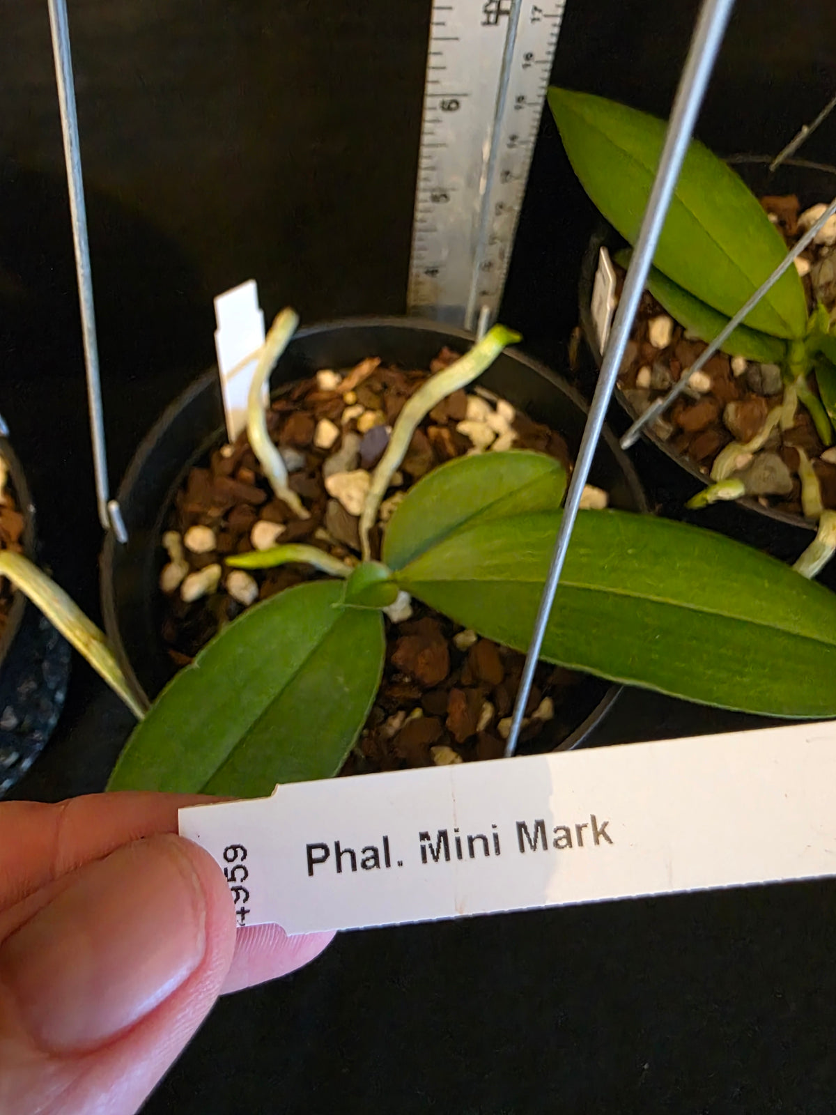 Phalaenopsis Mini Mark Blooming size plants in 5" baskets.