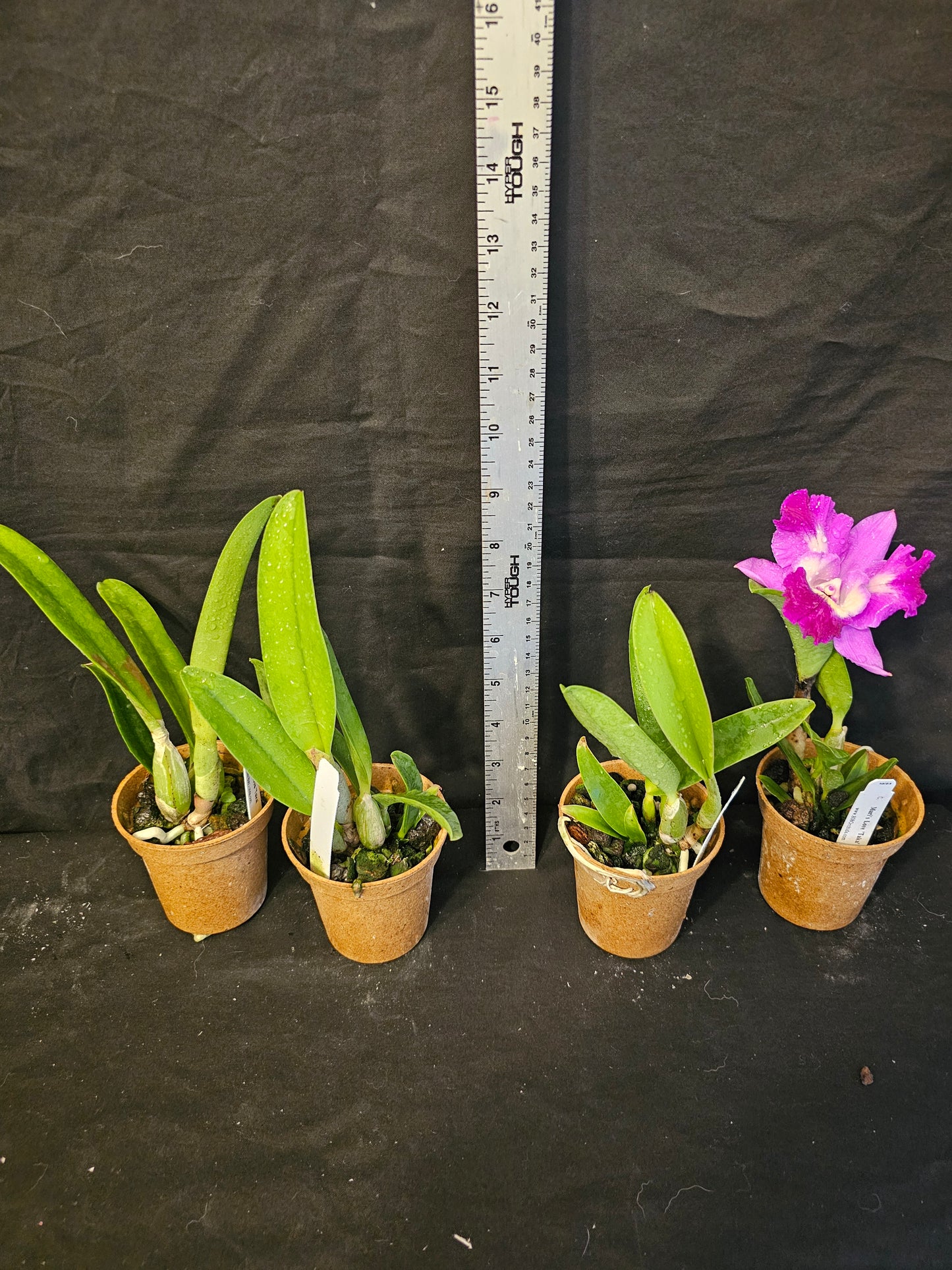 Lc Mari's Love 'Taka' blooming size compact growing cattleya orchid clone. Highly fragrant beautiful peloric blooms
