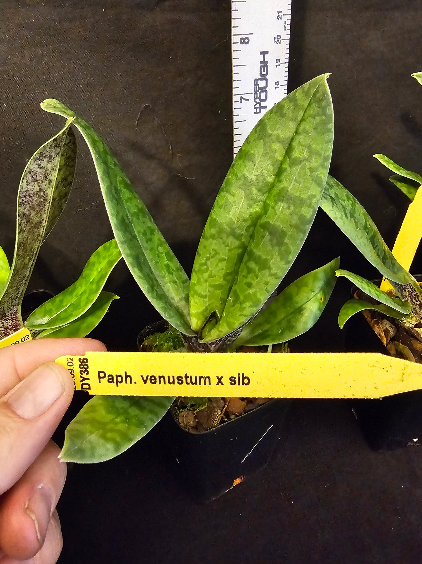 Paphiopedilum venustum. Blooming size unique paphiopedilum orchid species.