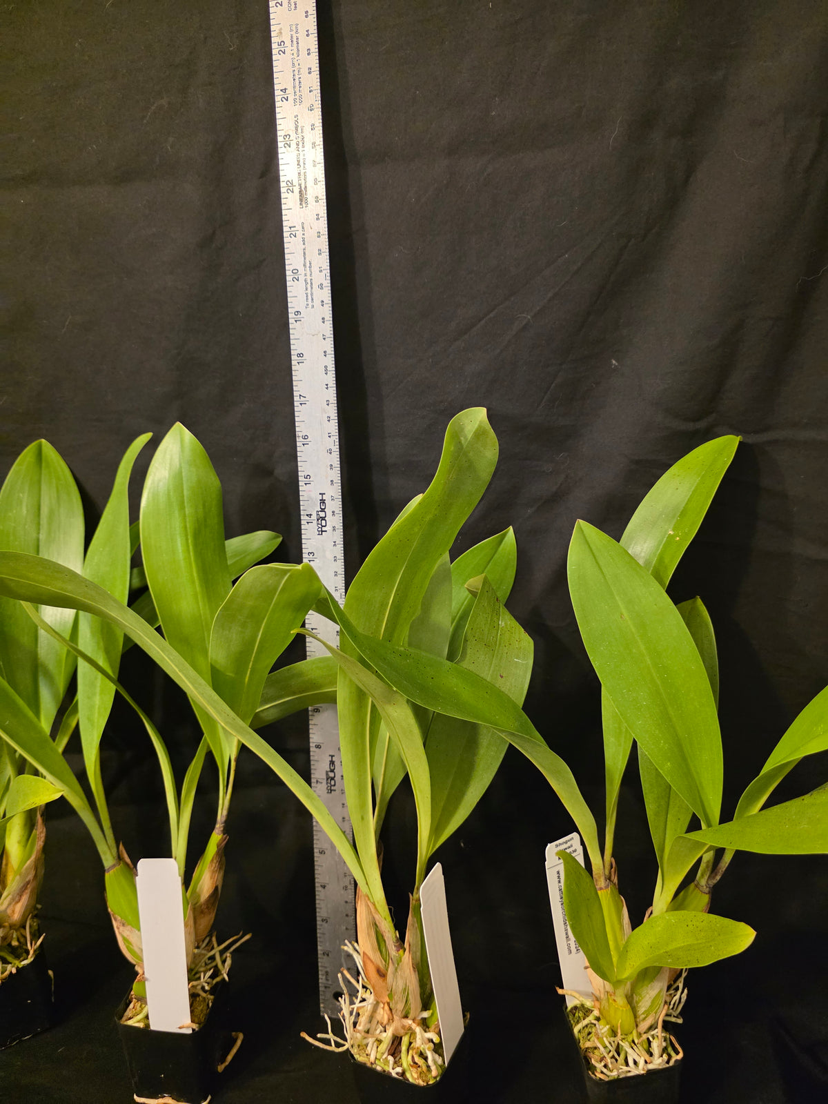 Grammatophyllum stapeliiflorum near blooming size rare orchid species