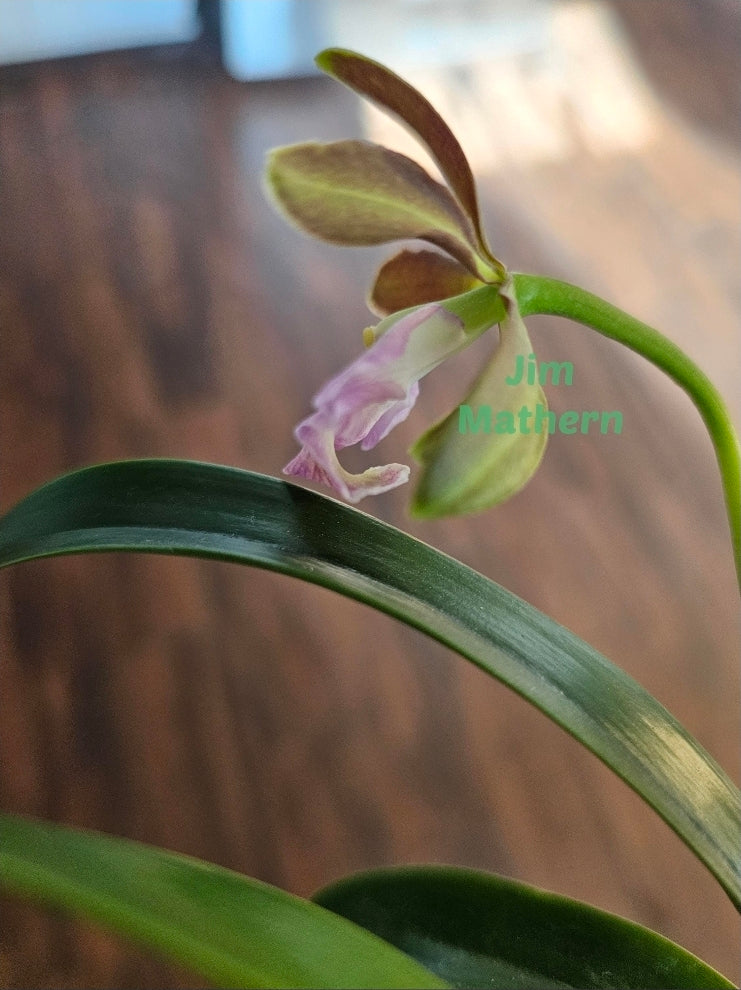 Encyclia cordigera v alba x Epi robustum Blooming size unique orchid hybrid. Epicyclia