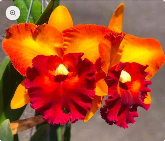 Rlc Bangkok City near blooming size cattleya orchid. Large fragrant blooms