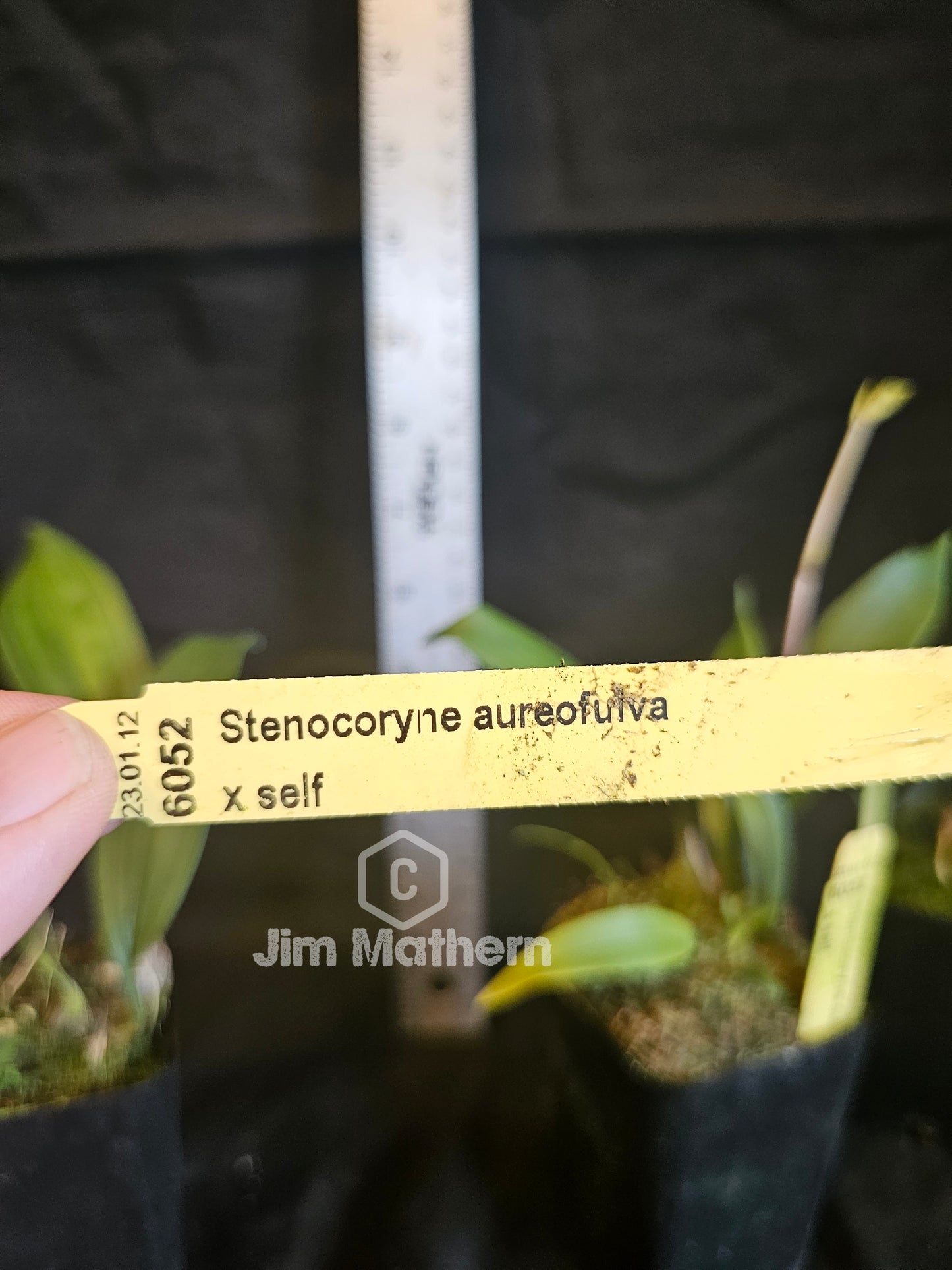 Stenocoryne aureofulva, blooming size unique orchid species.