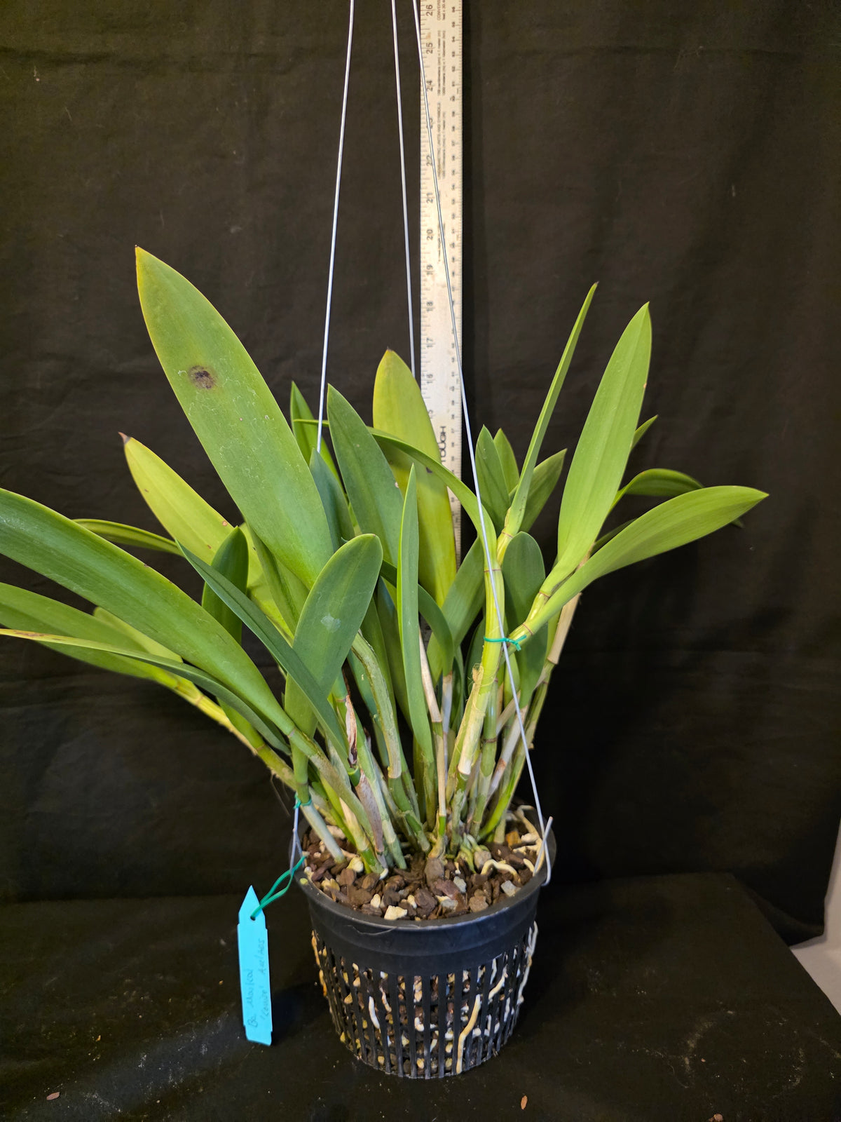 Bc Maikai 'Louise' AM/AOS bloom size divisions 6" basket #2
