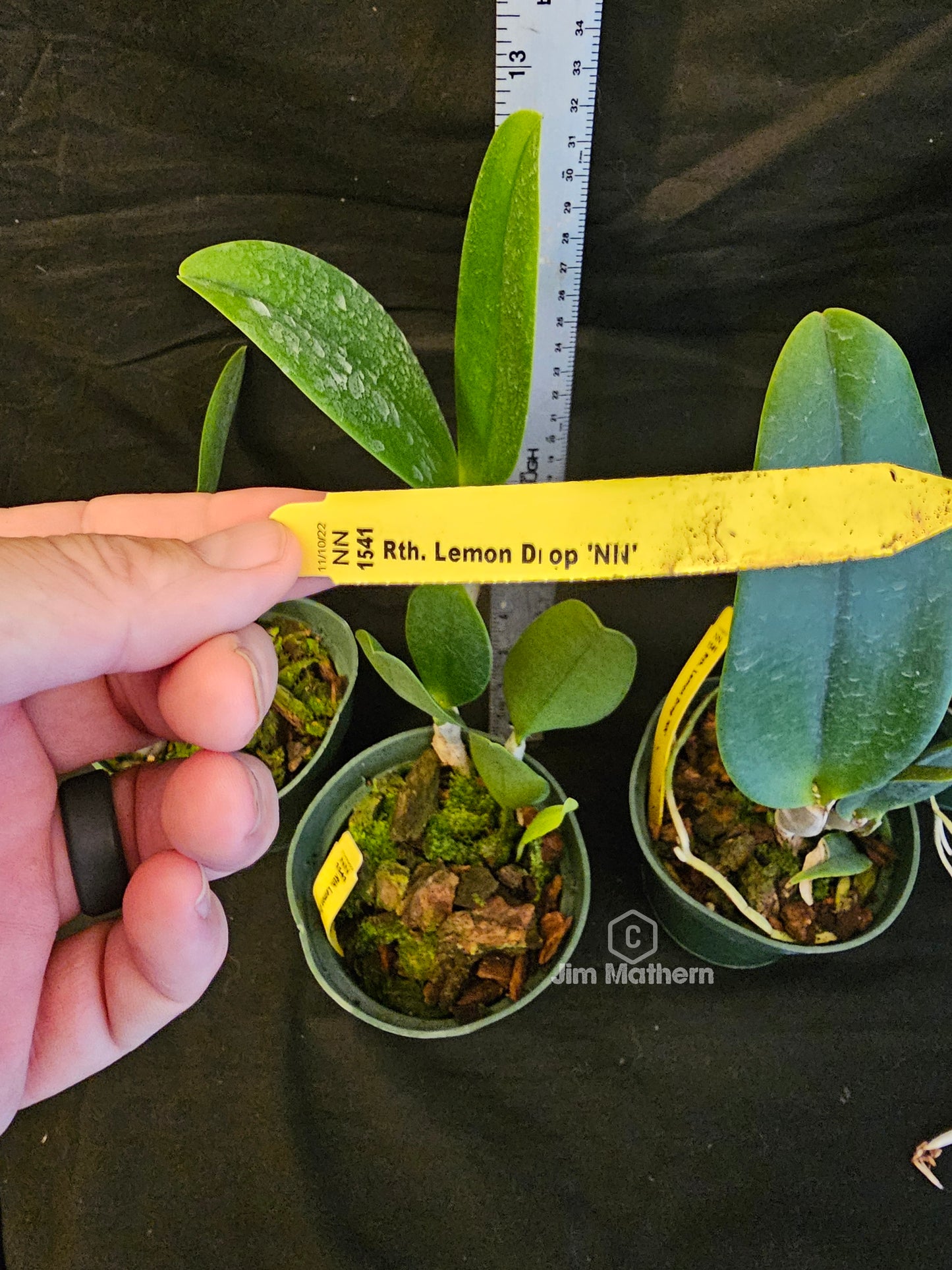 Rth. Lemon Drop 'NN', blooming size cattleya orchid clone. 4" pot produces beautiful yellow and red fragrant blooms.