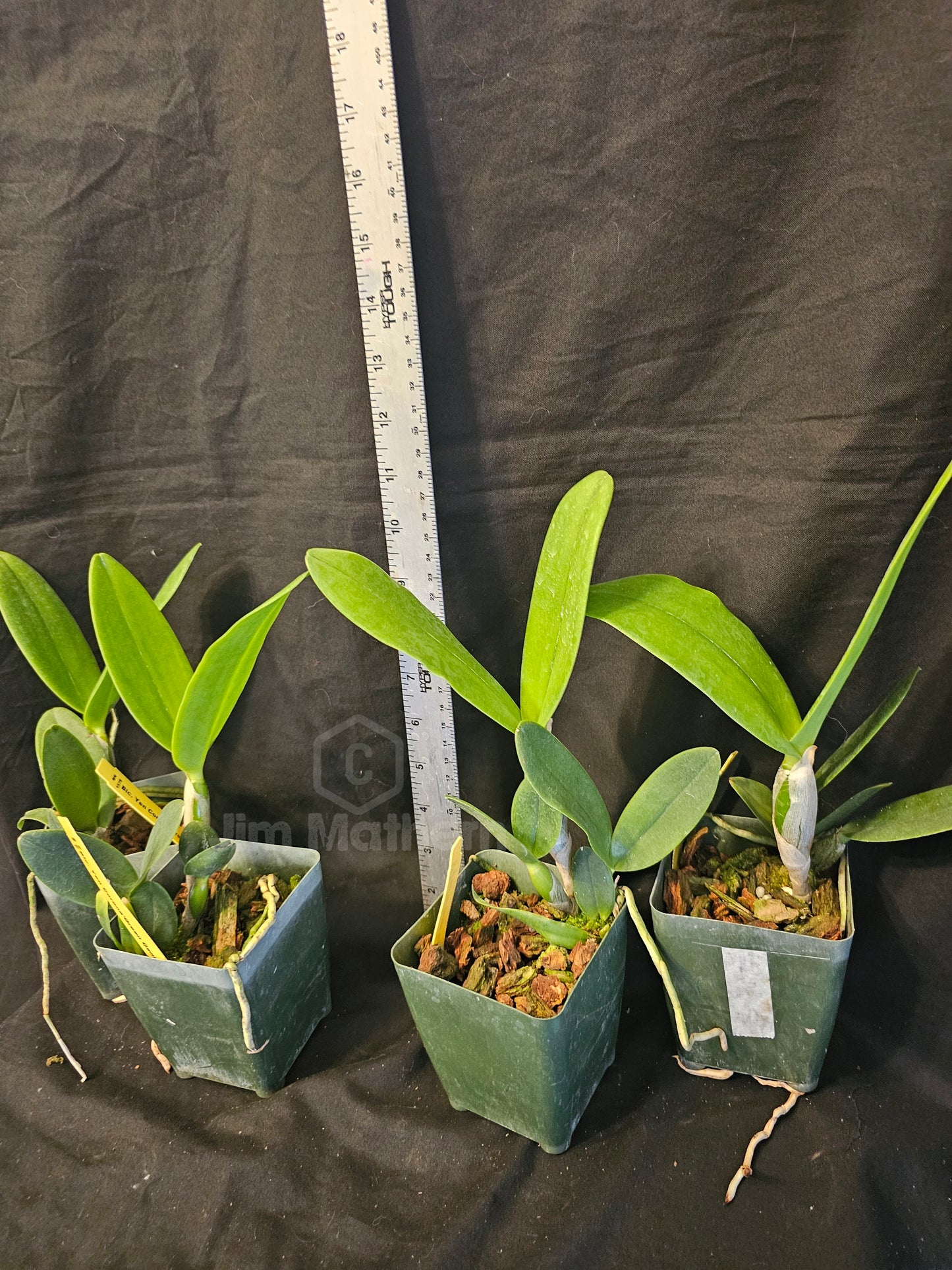 Rlc Yen Corona 'Green Genie' Blooming size Cattleya Clone, Fragrant