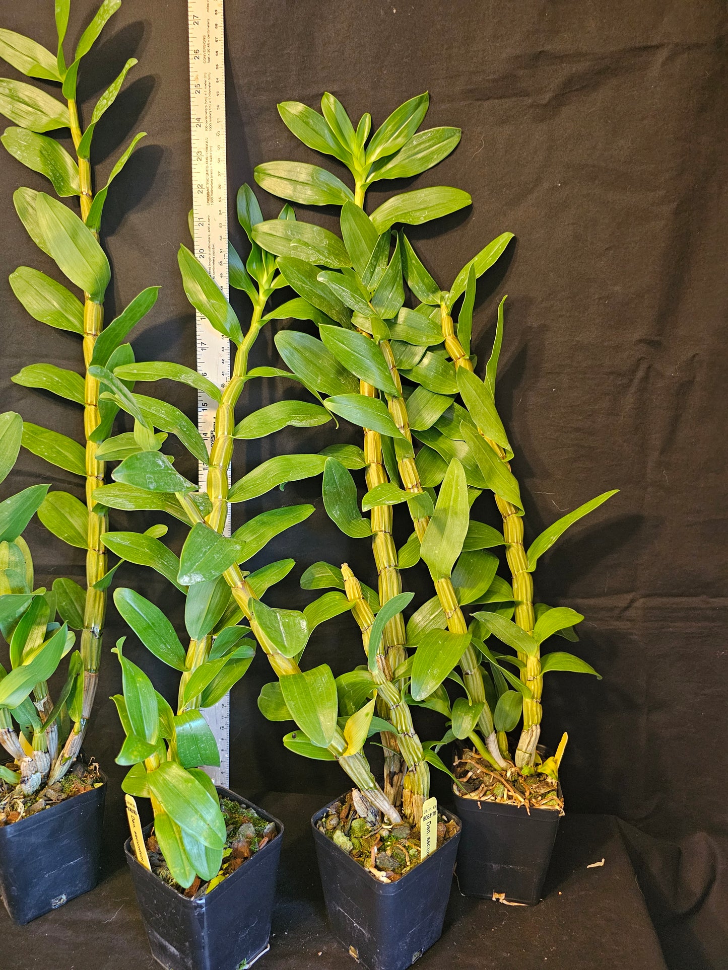 Dendrobium secundum alba x 'Red'