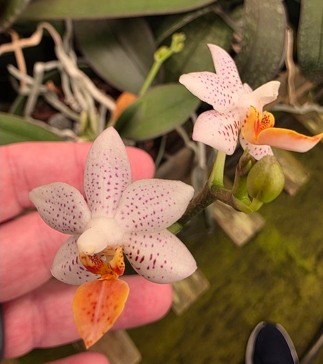 Phalaenopsis Mini Mark Blooming size plants in 5" baskets.