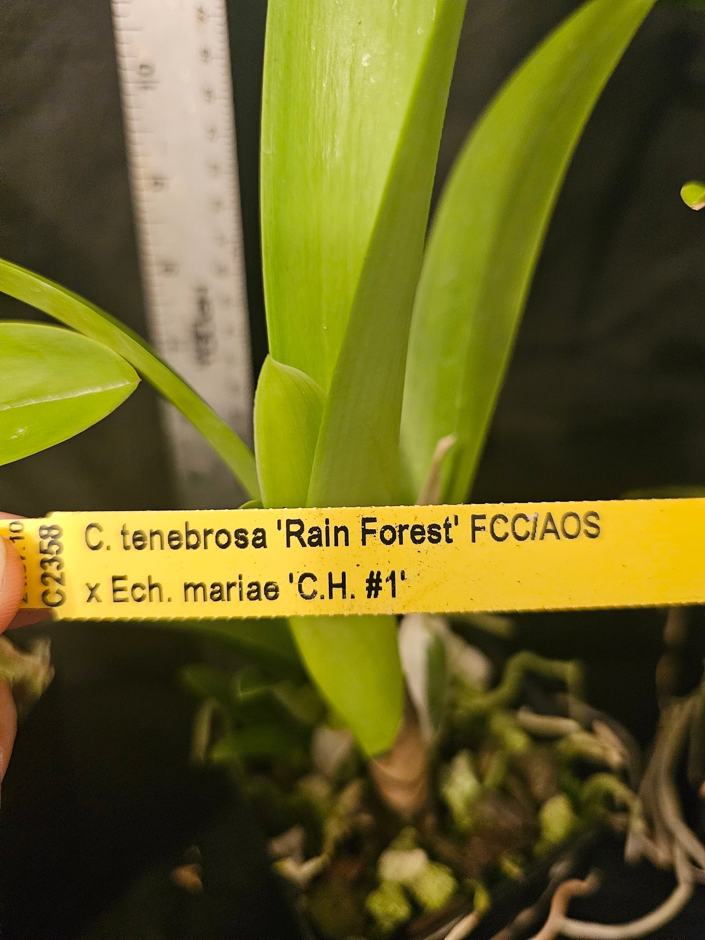 Cattlechea Mem Dollie Mckinnon. Blooming size cattleya orchid hybrid. Seed grown awarded parents.