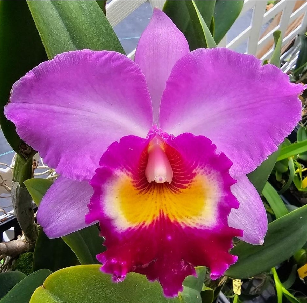 Rlc Tokyo Bay 'Victory' (Rhyncholaeliocattleya Vallespin × Cattleya Commander)