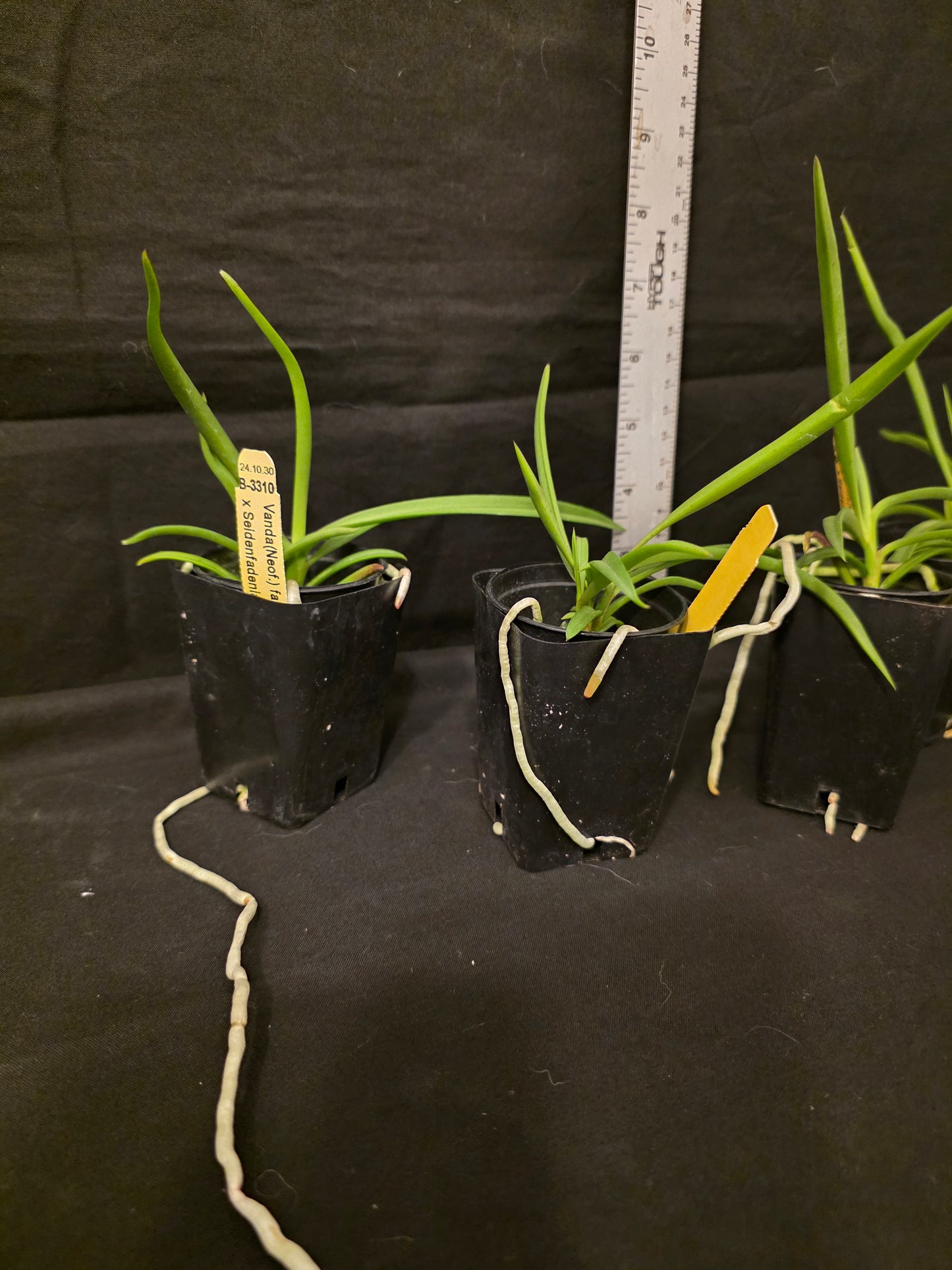 Seidenanda Ucho near blooming size vanda orchid hybrid. Vanda falcata x Seidenfadenia migrate compact vandaceous orchid