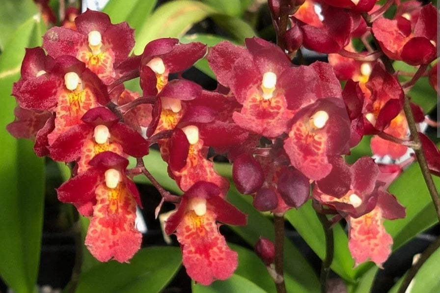 Howeara Lava Burst 'Puanani' In spike. Compact growing Oncidium clone. Beautiful multiple spike plants.