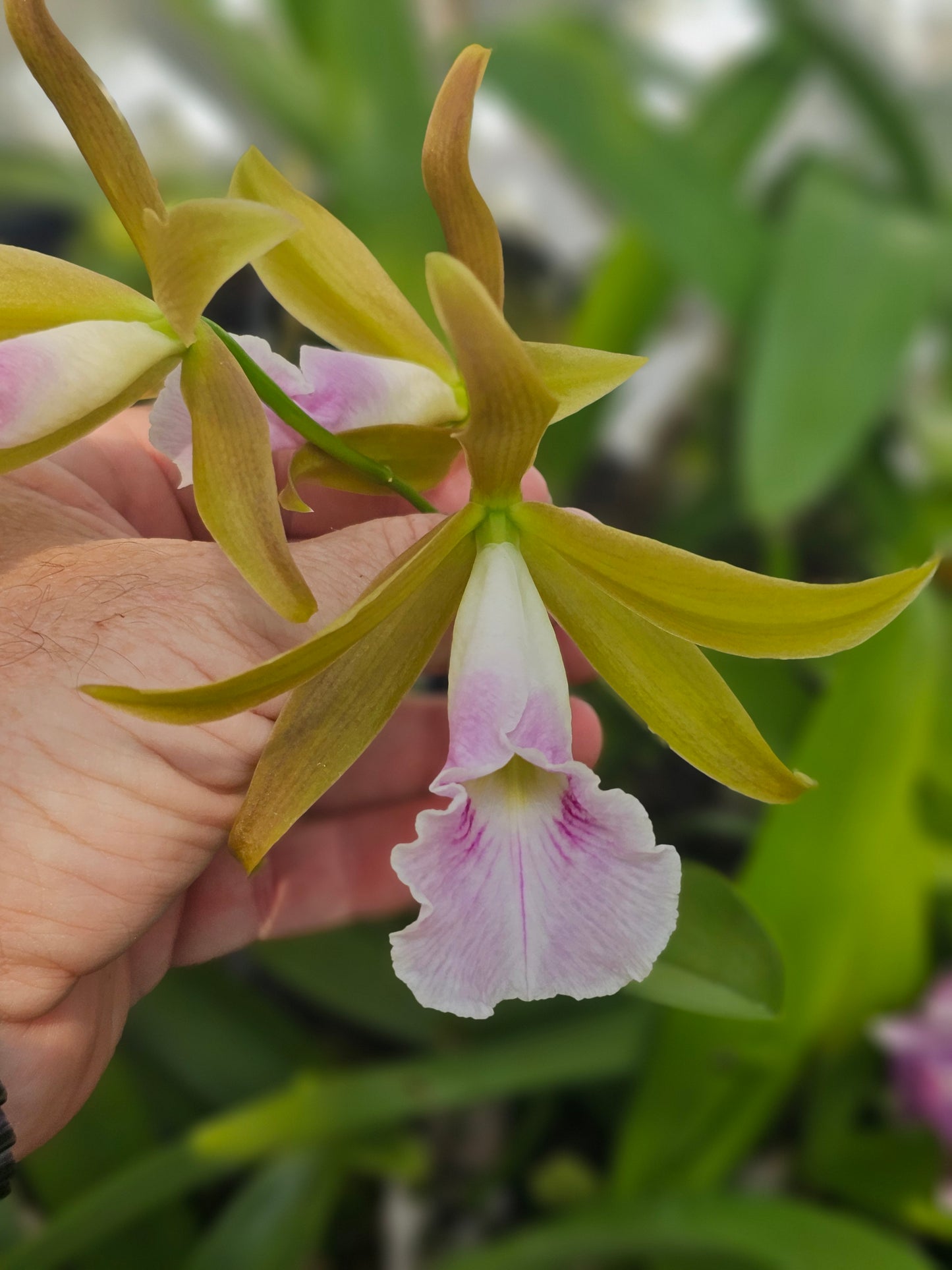 Cattlechea Mem Dollie Mckinnon. Blooming size cattleya orchid hybrid. Seed grown awarded parents.