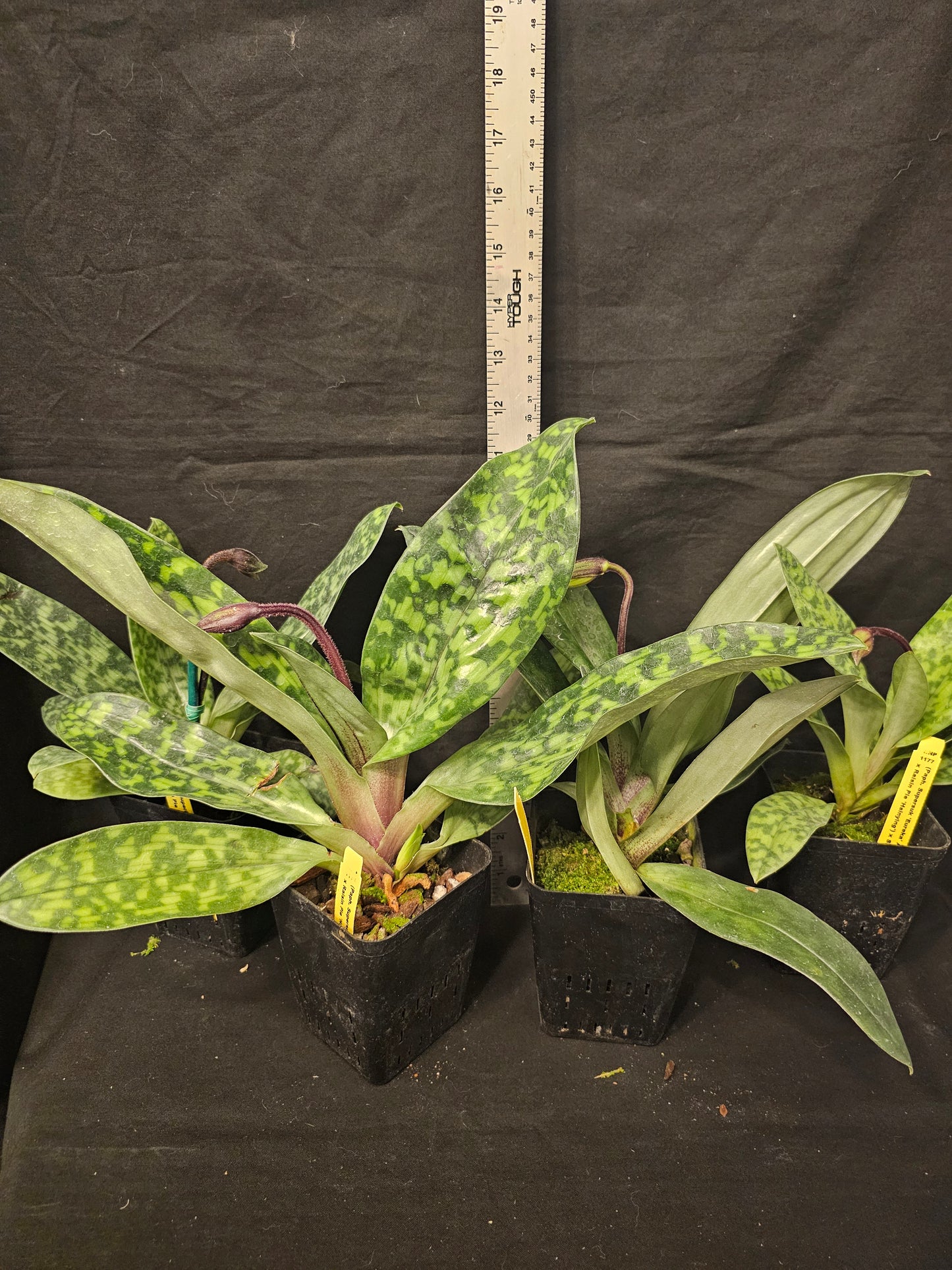 Paphiopedilum Hsinying Alien. In spike. Long lasting attractive blooms.