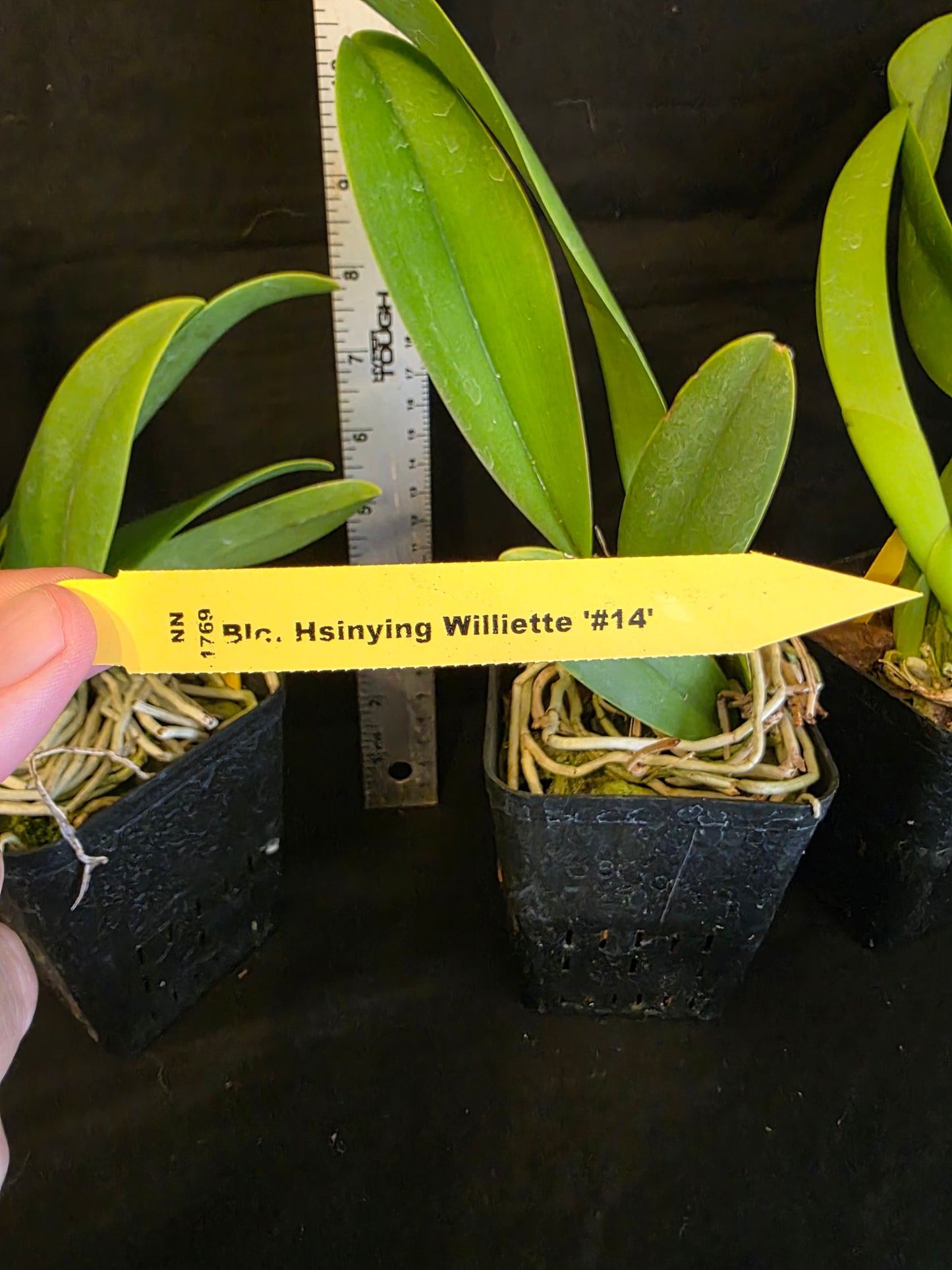 Rlc Hsinying Williette '#14' blooming size cattleya orchid clone. Fragrant.