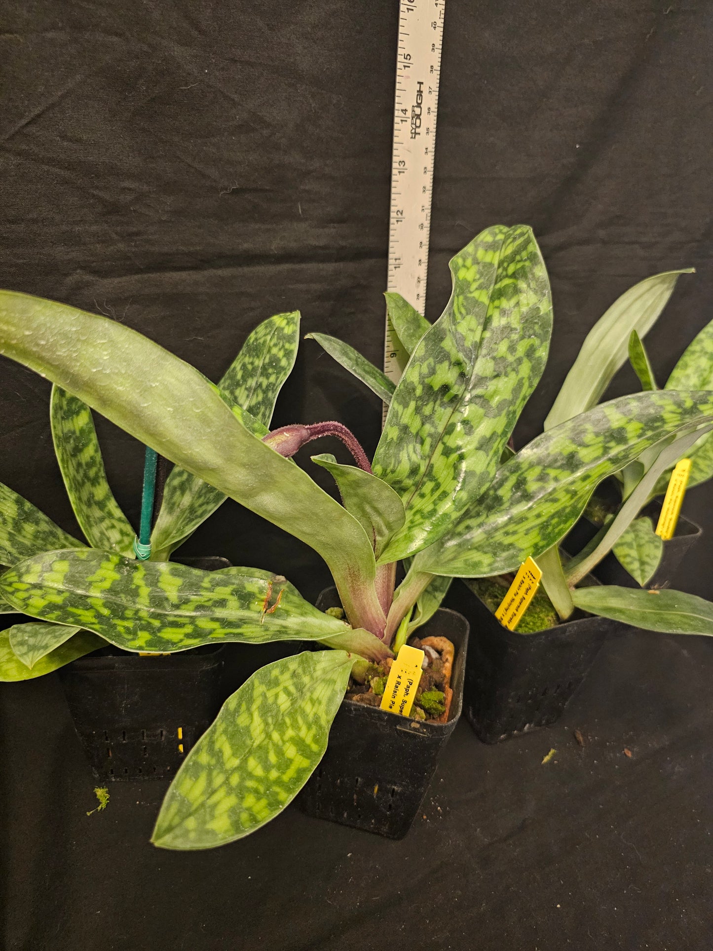 Paphiopedilum Hsinying Alien. In spike. Long lasting attractive blooms.