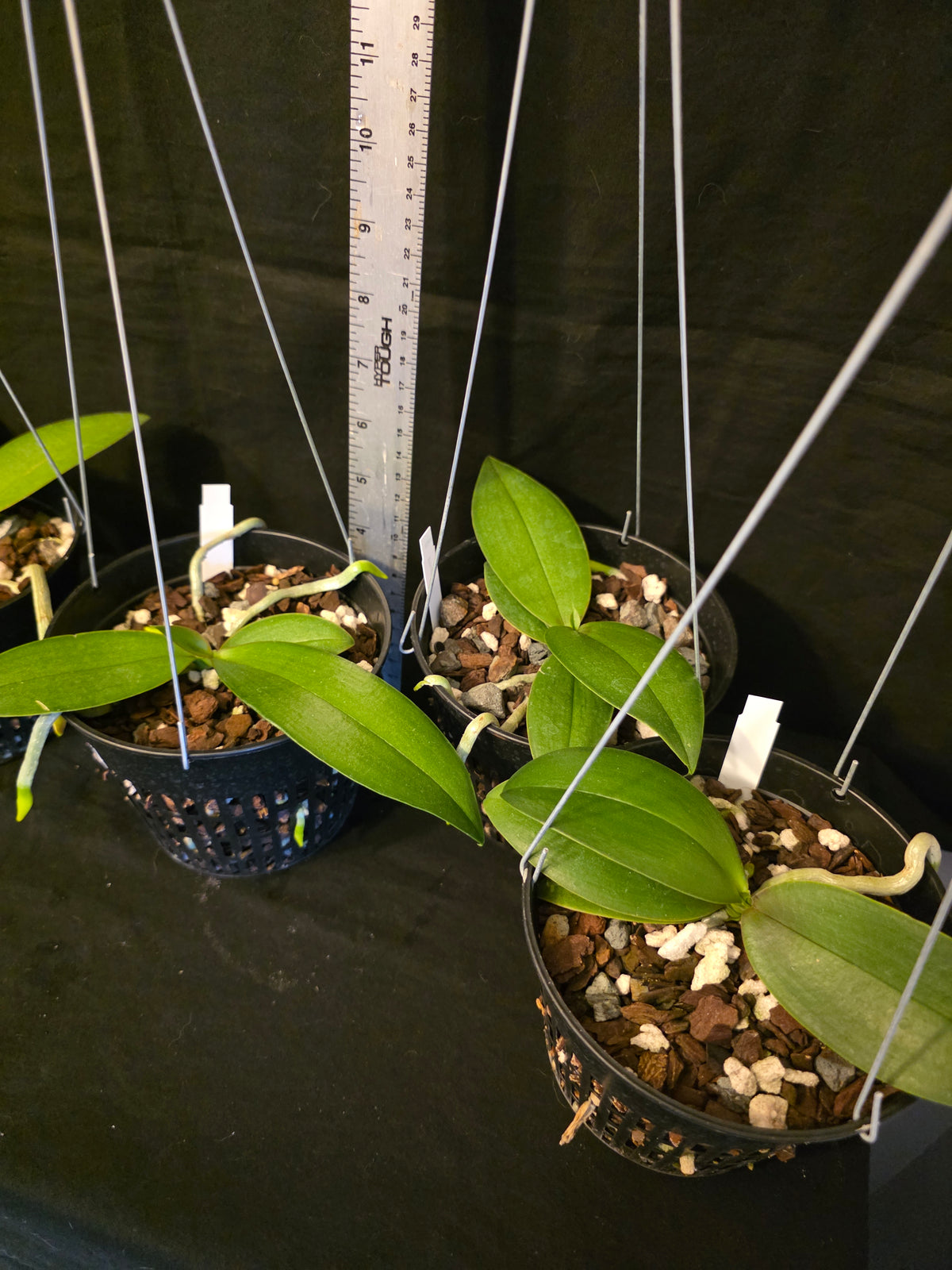 Phalaenopsis Mini Mark Blooming size plants in 5" baskets.