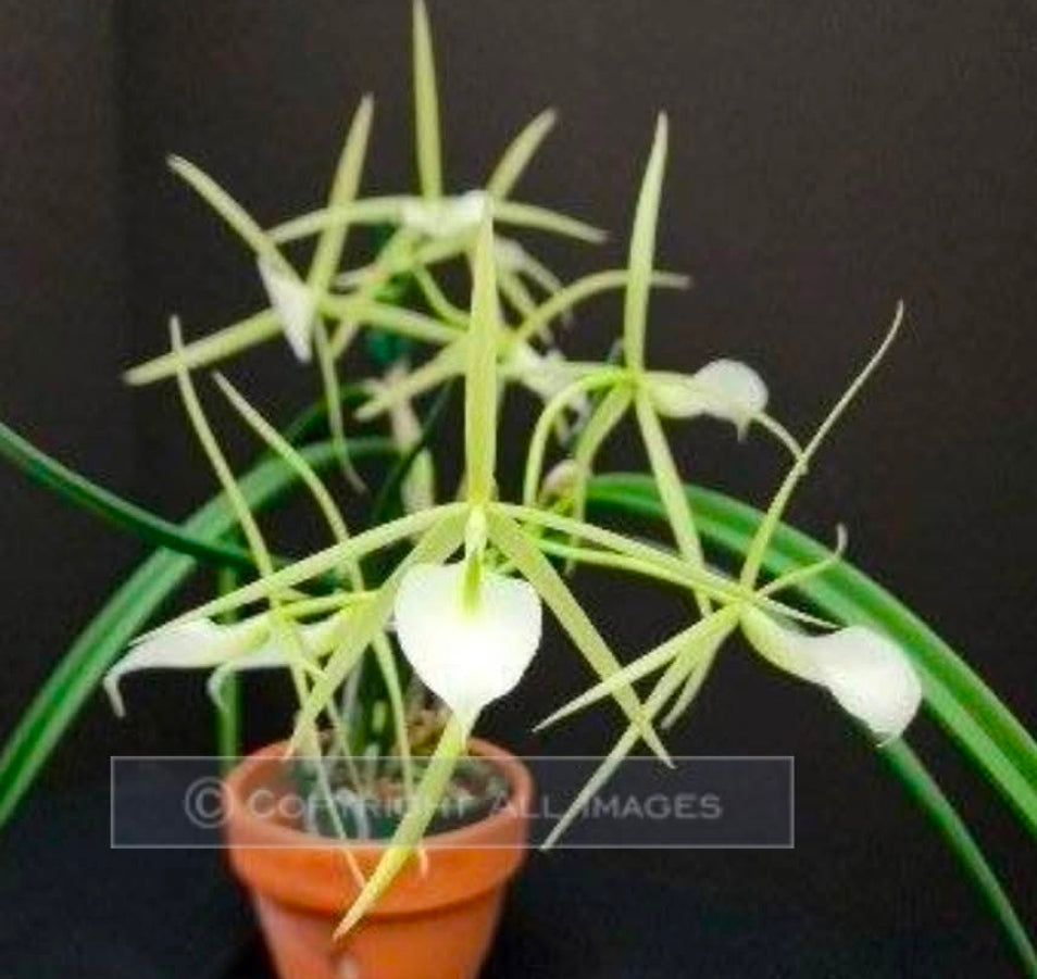 Brassavola subulifolia x B.fragrans. Large blooming size near specimen size plant in 5" basket. Fragrant