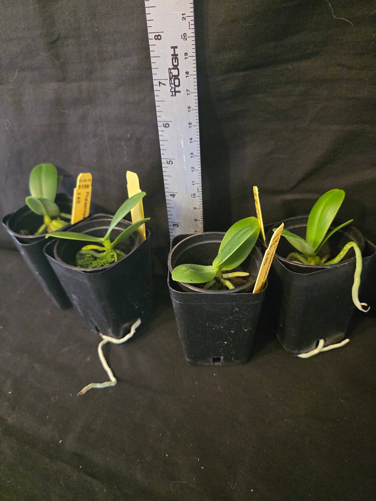Sedirea (Phalaenopsis) japonica blooming size miniature Phalaenopsis orchid species. Fragrant.