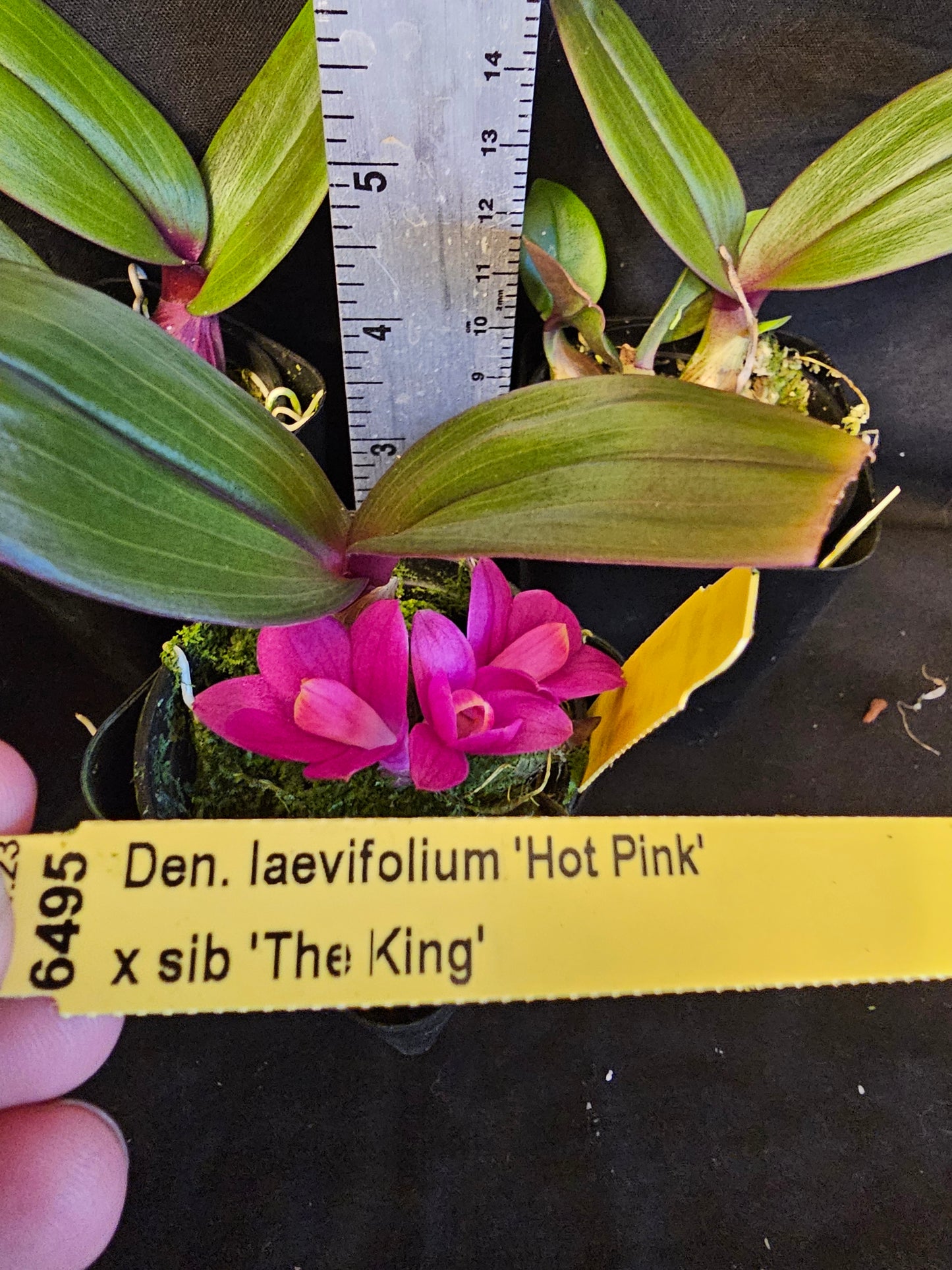 Dendrobium laevifolium 'Hot Pink' x sib. Blooming size rare dendroboum orchid species.