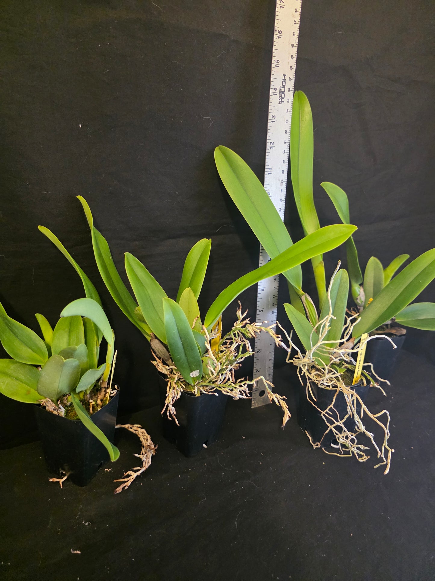 Cattleya dowiana var Aurea 'Net Dream' Rare orchid species.  Healthy non bloom size plants 2.5" pot. Clones