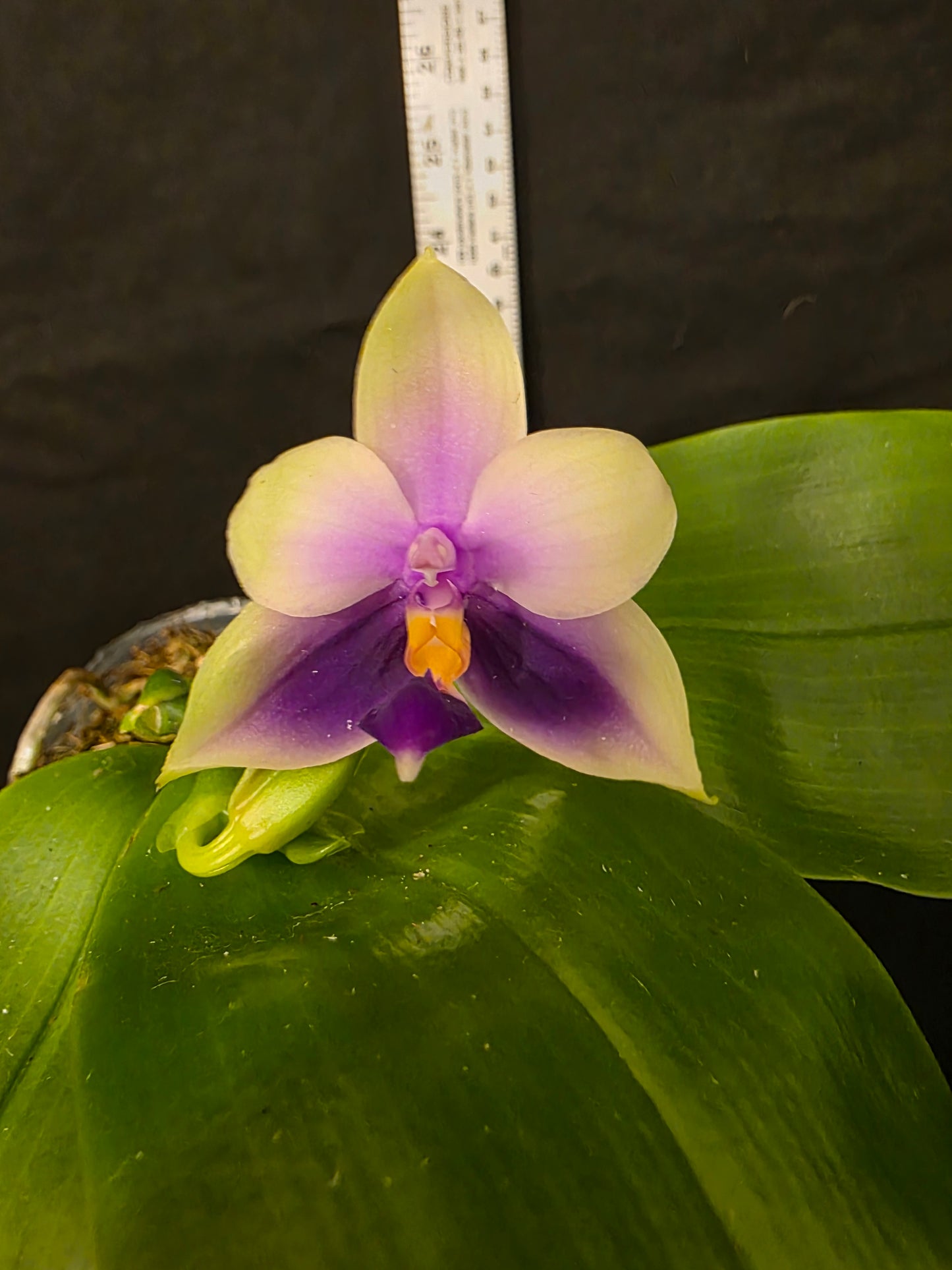 Phalaenopsis bellina var coerulea. Blooming size orchid species. Fragrant