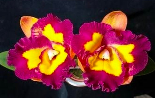 Rth. Jhong Sin Panda x Cty. Chantilly Lace Blooming size seed grown cattleya