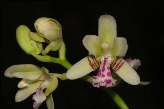 Sedirea (Phalaenopsis) japonica blooming size miniature Phalaenopsis orchid species. Fragrant.