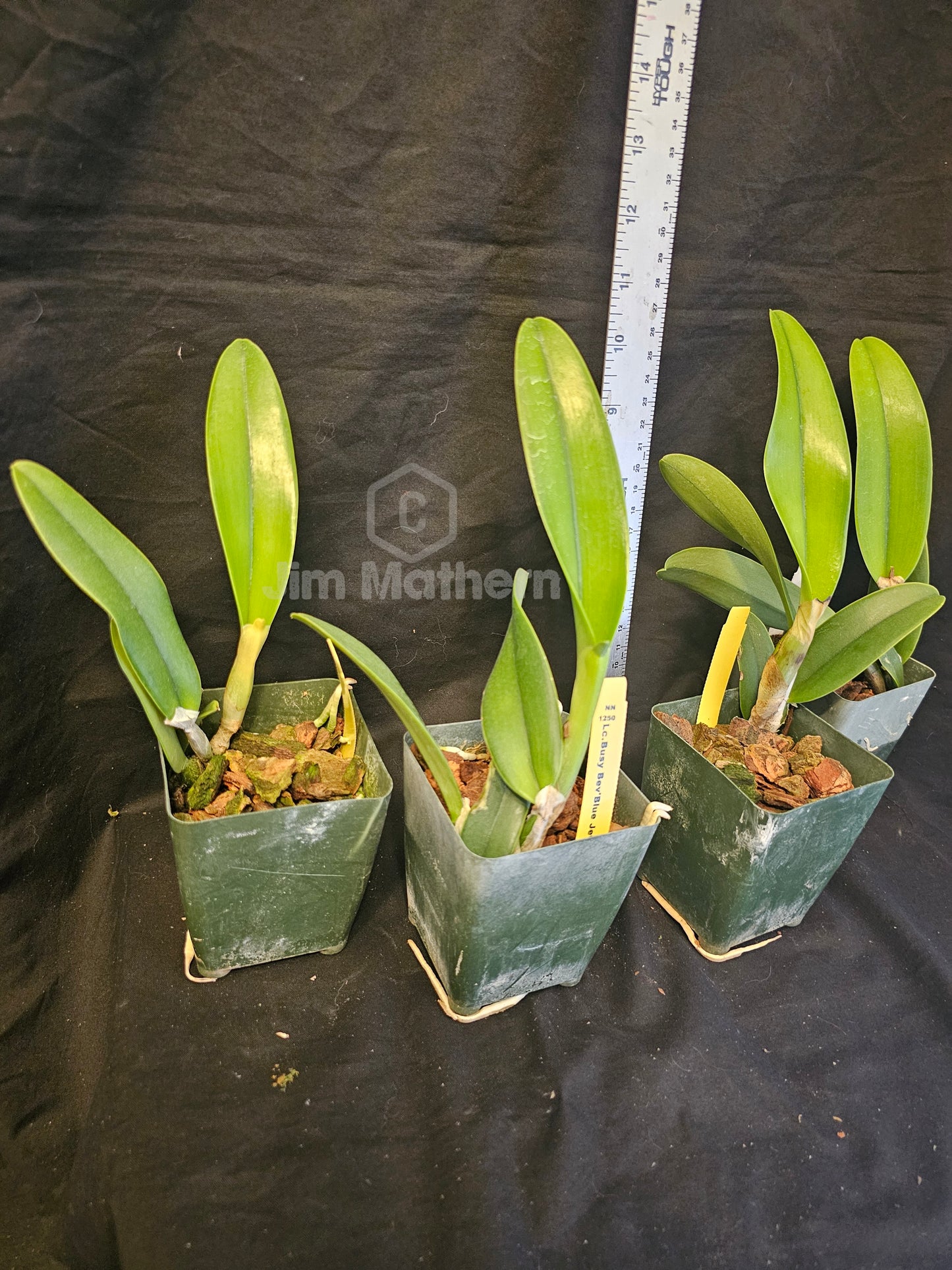 Rlc Busy Bev 'Blue Jewel' Near Blooming size cattleya orchid. Very fragrant 3.5" pot.