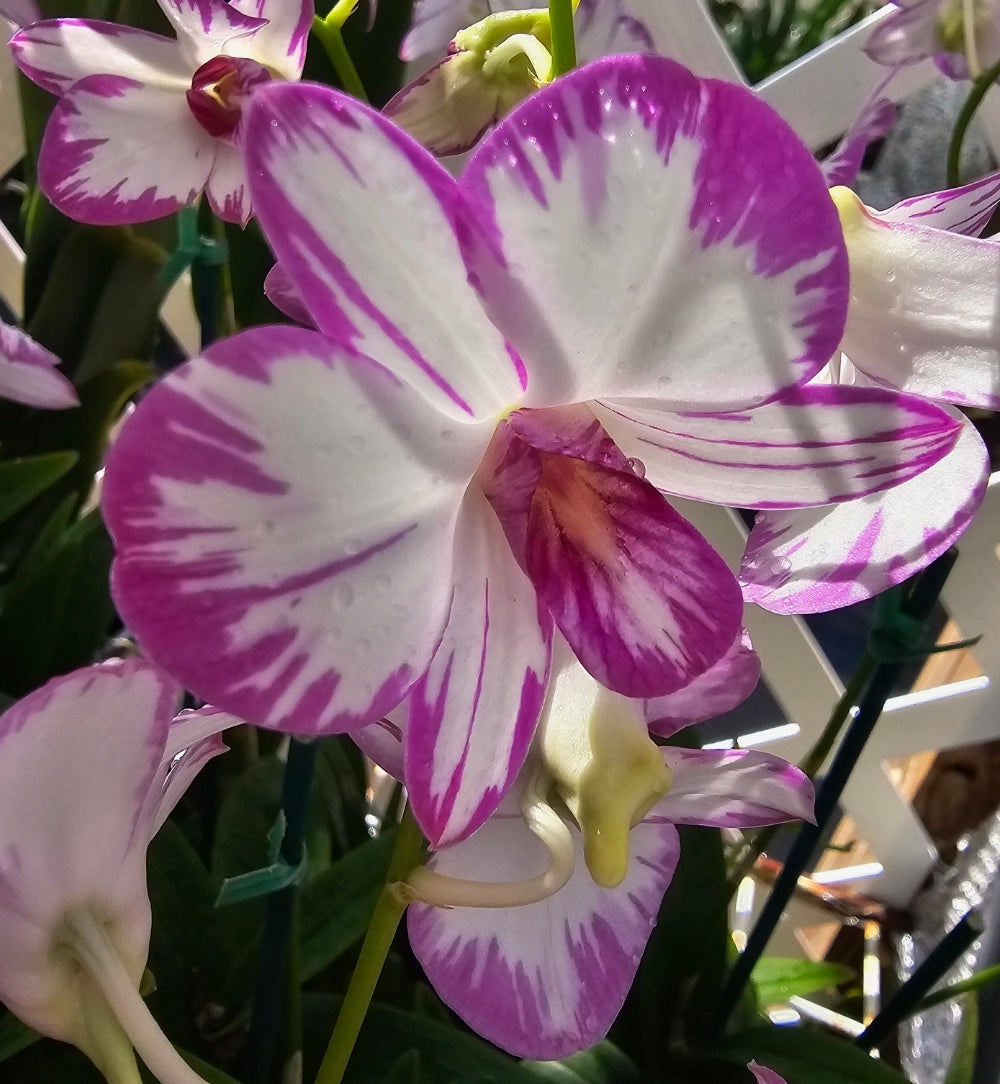 Dendrobium Enobi Purple 'Splash' in spike