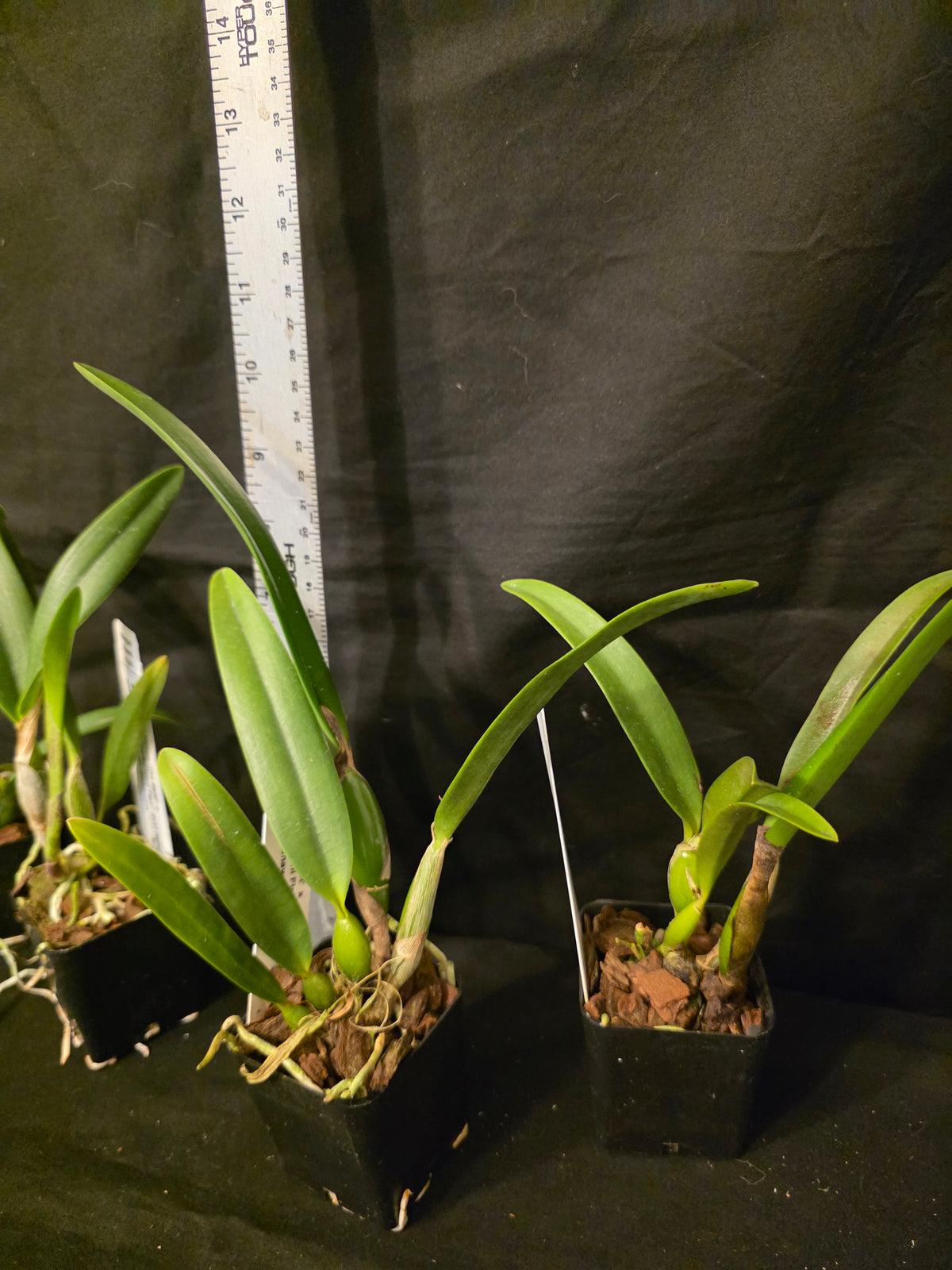 Lc Dennis Olivia's x Slc Lazios Sparks. Blooming size compact cattleya orchid hybrid.