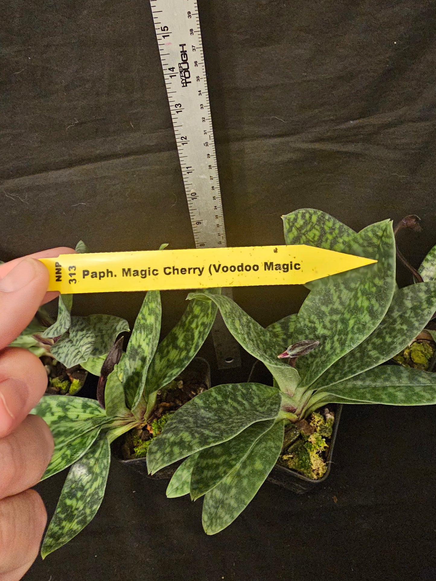 Paphiopedilum Magic Cherry in spike. Blooming size paphiopedilum hybrid. 2.5" pot