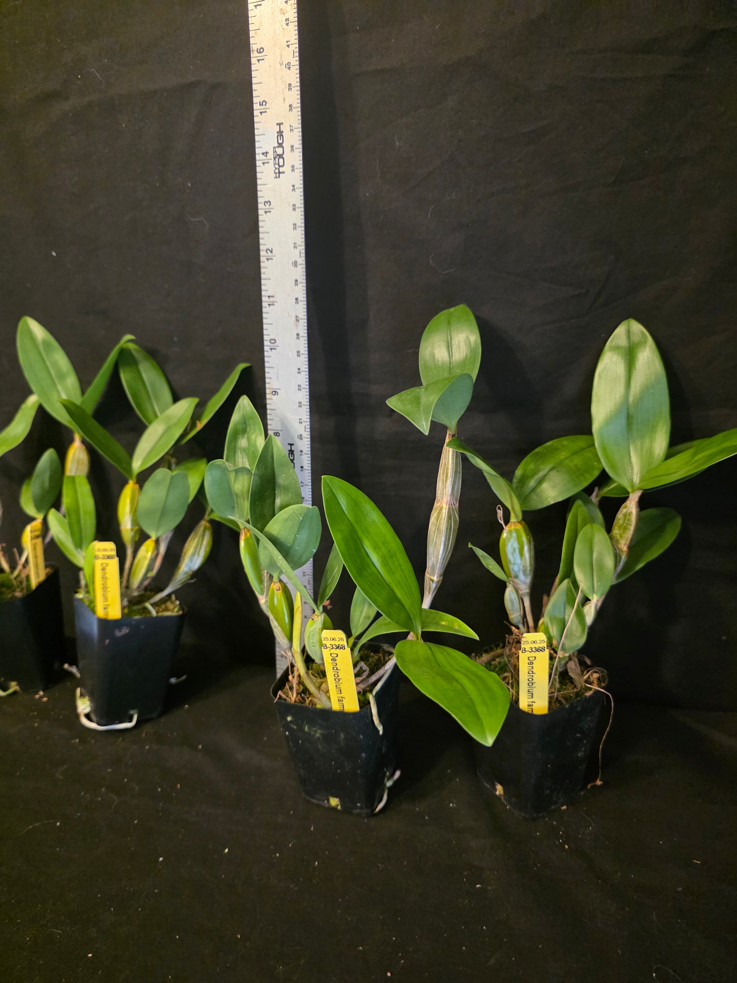 Dednrobium farmeri, near bloomimg size orchid species. Beautiful