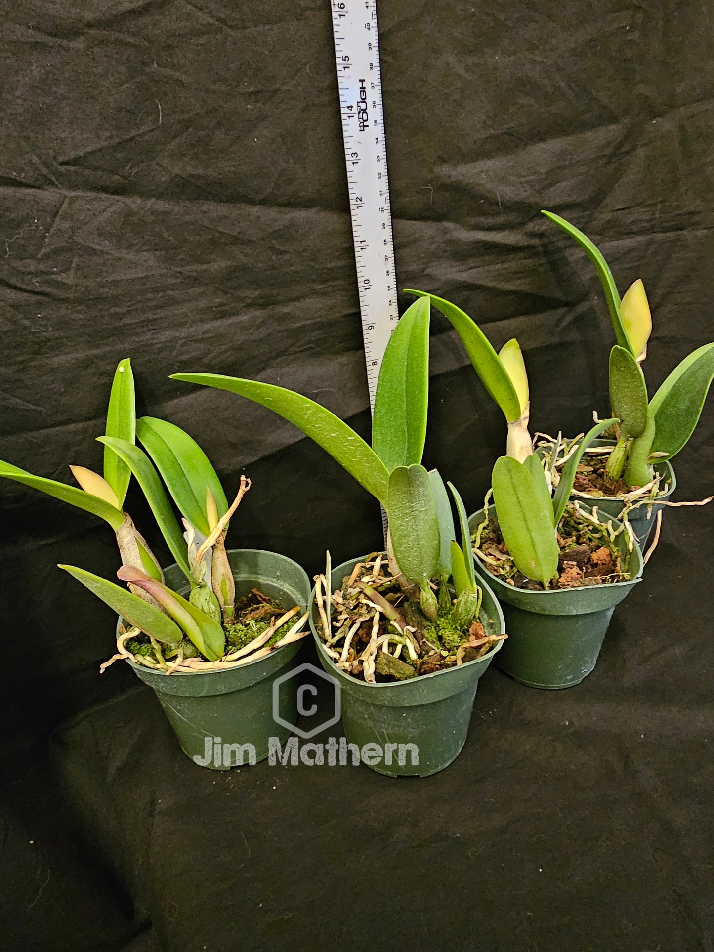 LC Firedance 'Patricia' Blooming size Compact growing cattleya orchid clone.