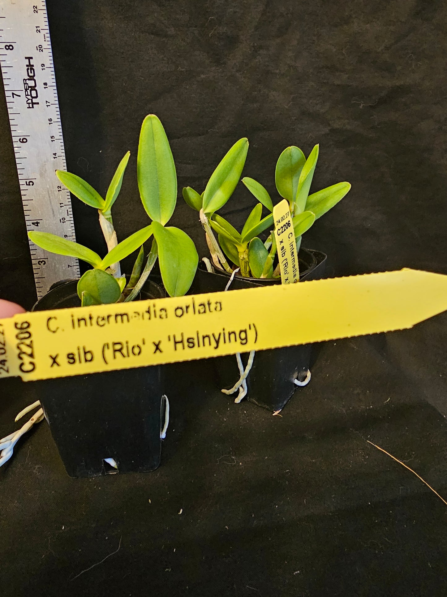 Cattleya intermedia var Orlata x sub. Near bloom size cattleya orchid species. ('Rio' x 'Hsinying')