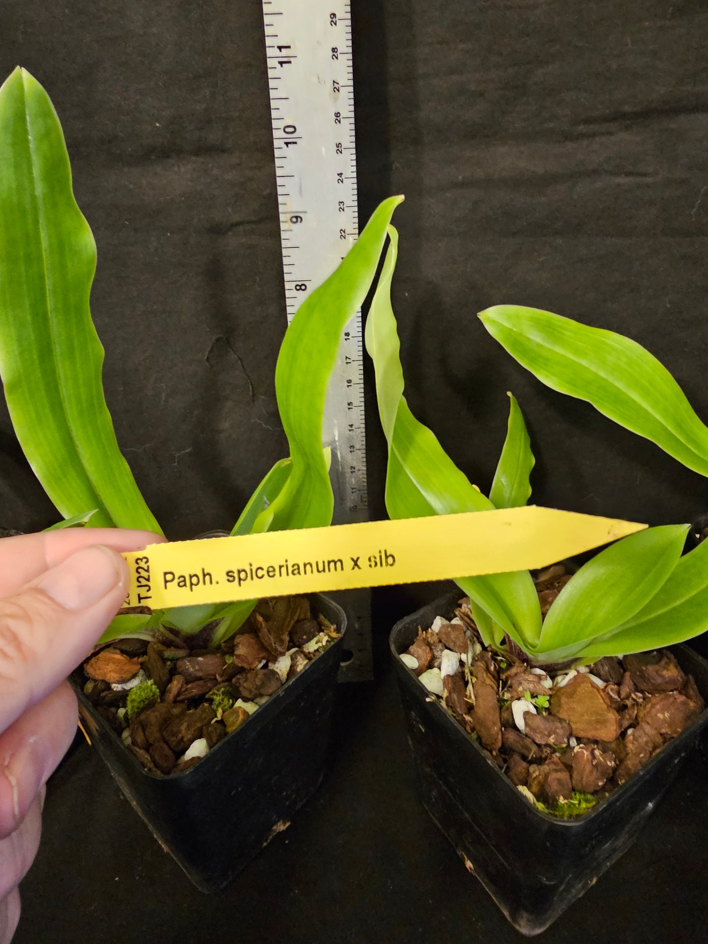 Paphiopedilum spicerianum. Beautiful blooming size orchid species.