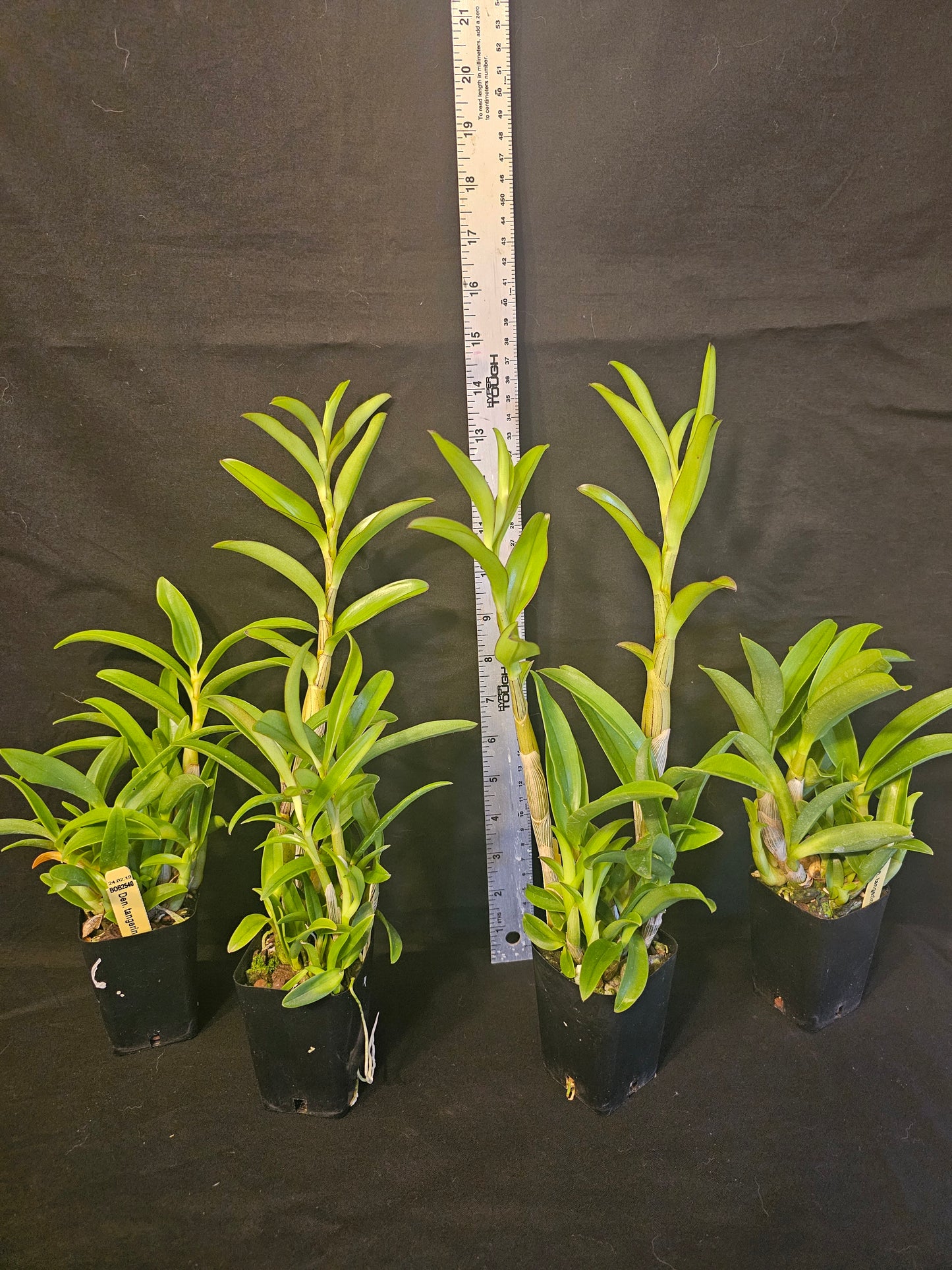 Dendrobium tangerinum, young near blooming size Antelope dendrobium orchid species.