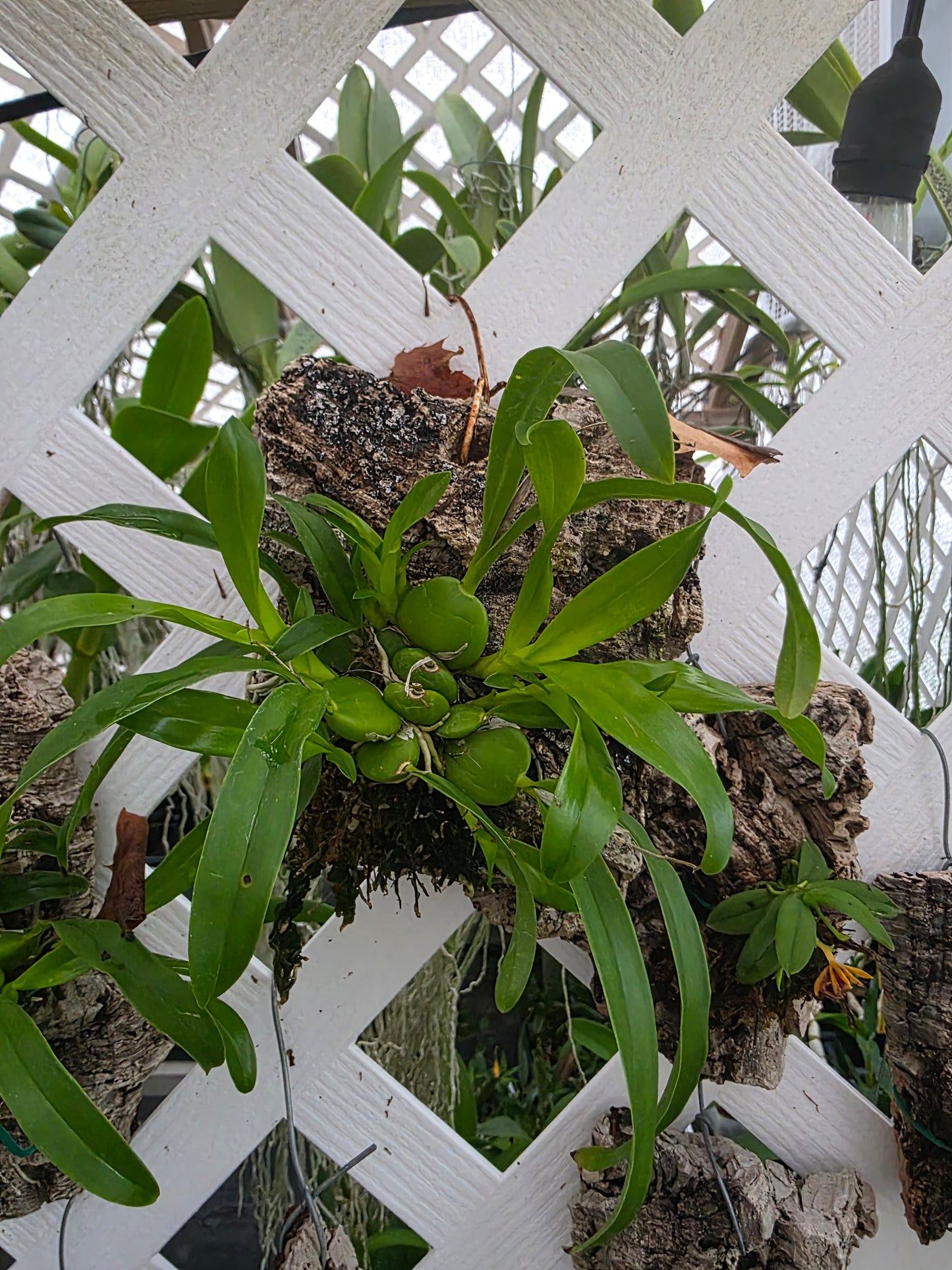 Prosthechea boothiana blooming size mounted orchid species. Fast growing, well established plants.