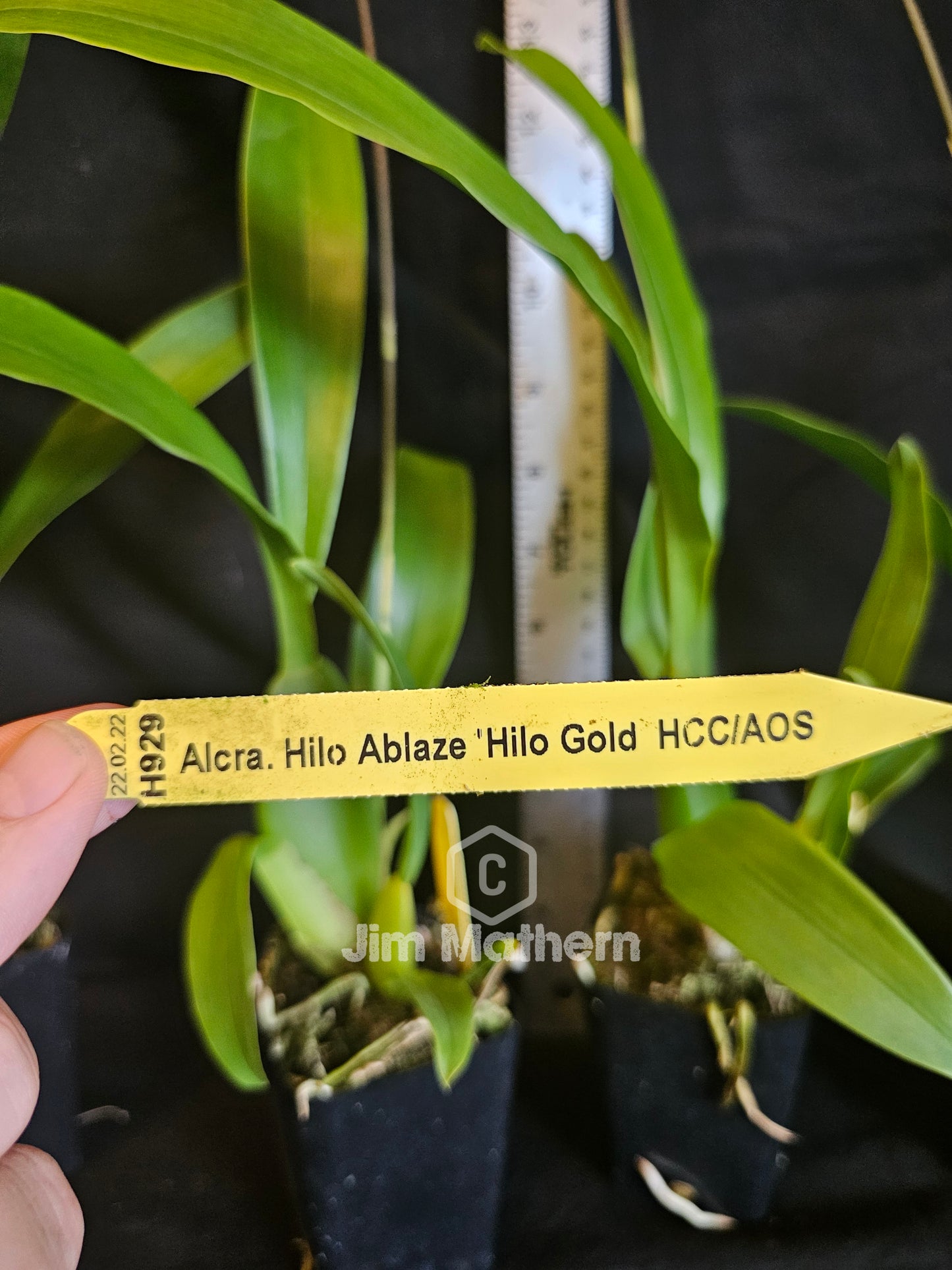 Alicera Hilo Ablaze 'Hilo Gold' AM/AOS Blooming size awarded intergeneric orchid clone