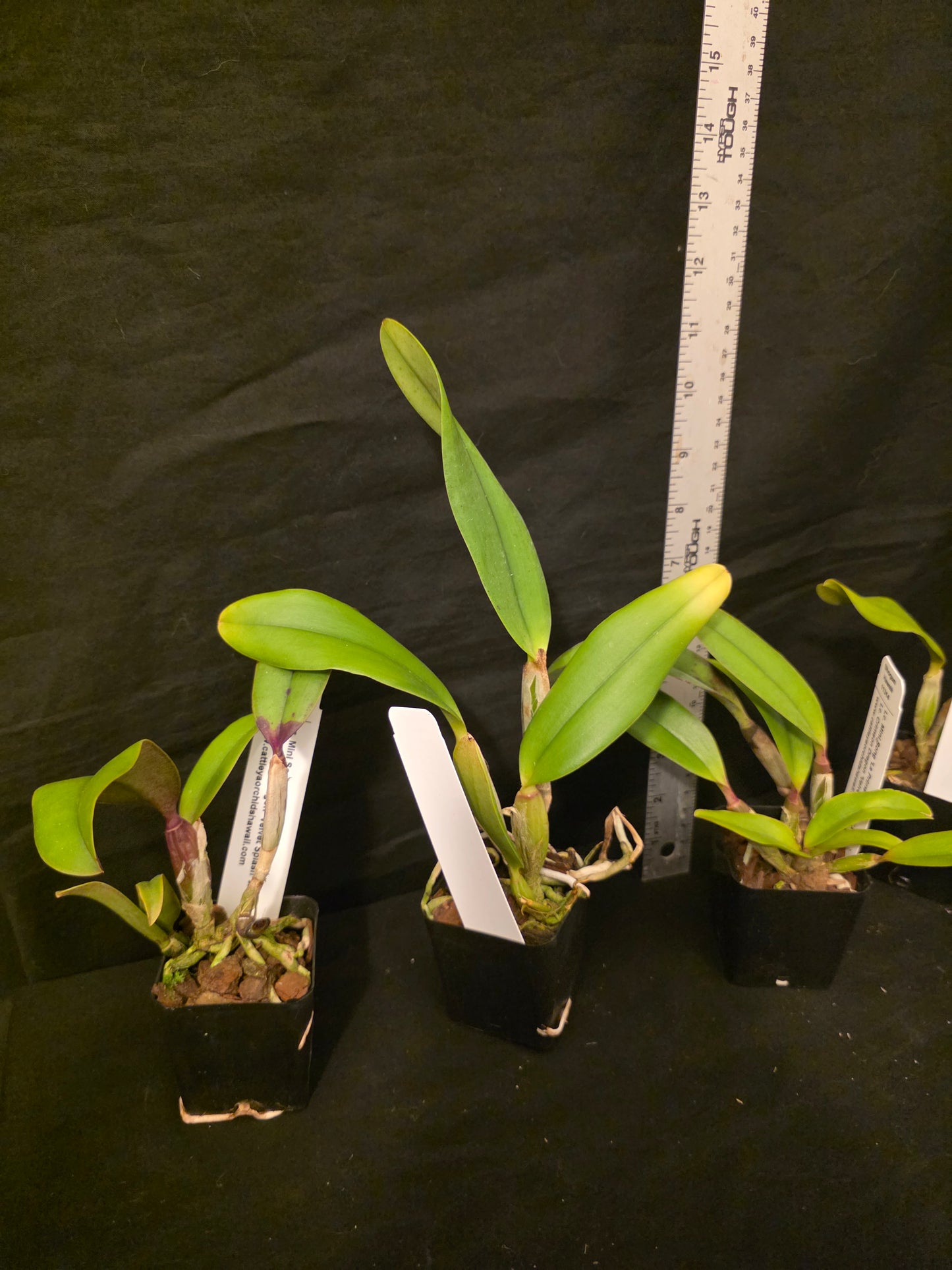 Lc Mini song x Lc Crimson Dragon. Near blooming size compact growing cattleya orchid hybrid