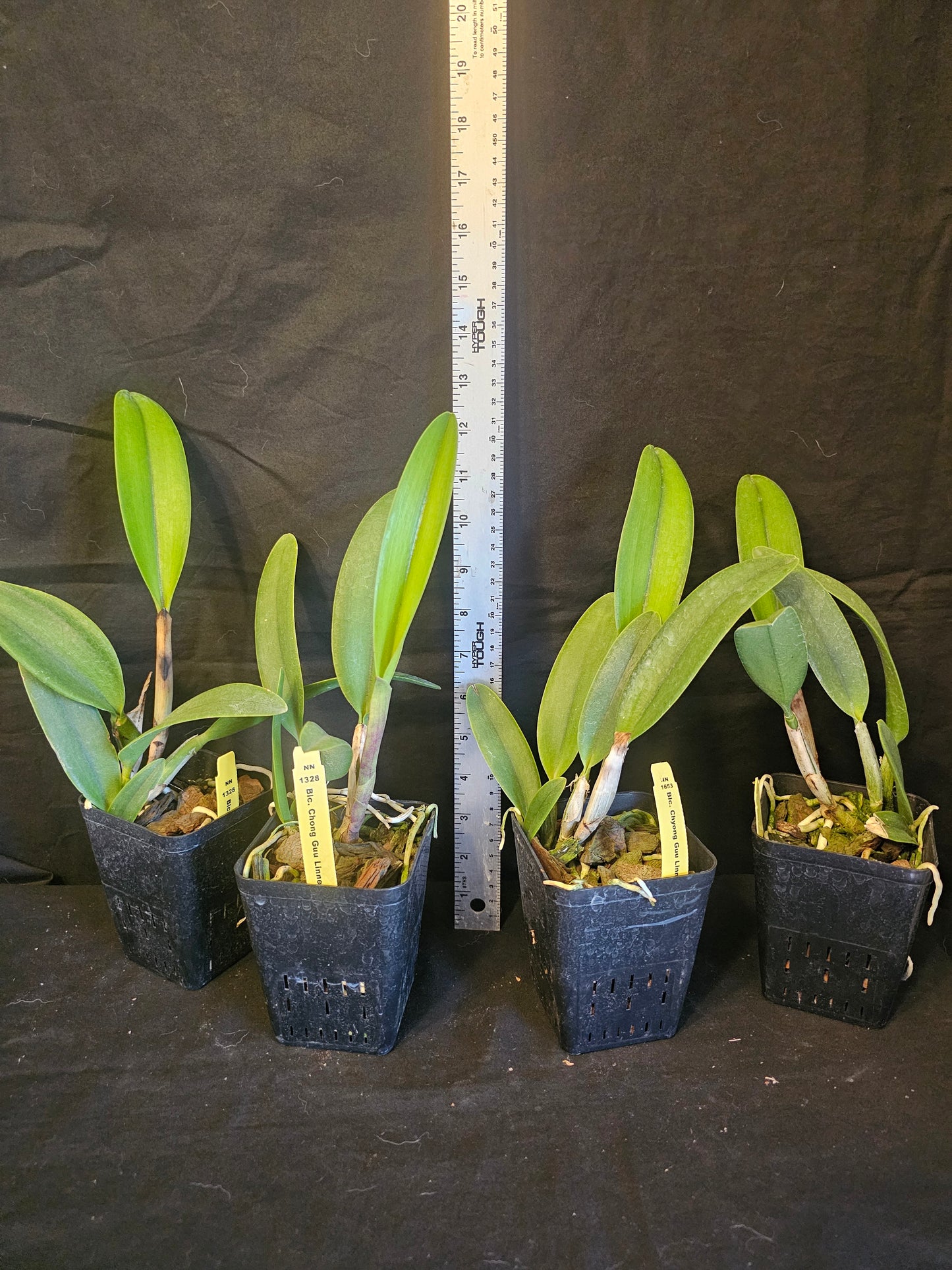 Rlc Chyong Guu Linnet 'Smile' near blooming size cattleya orchid clone. Beautiful peloric blooms