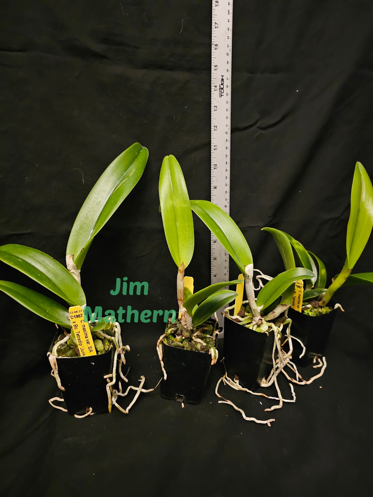 Cattleya maxima v semi alba x Bc Tetradip 'Junko' Near blooming size cattleya/brassavola orchid hybrid