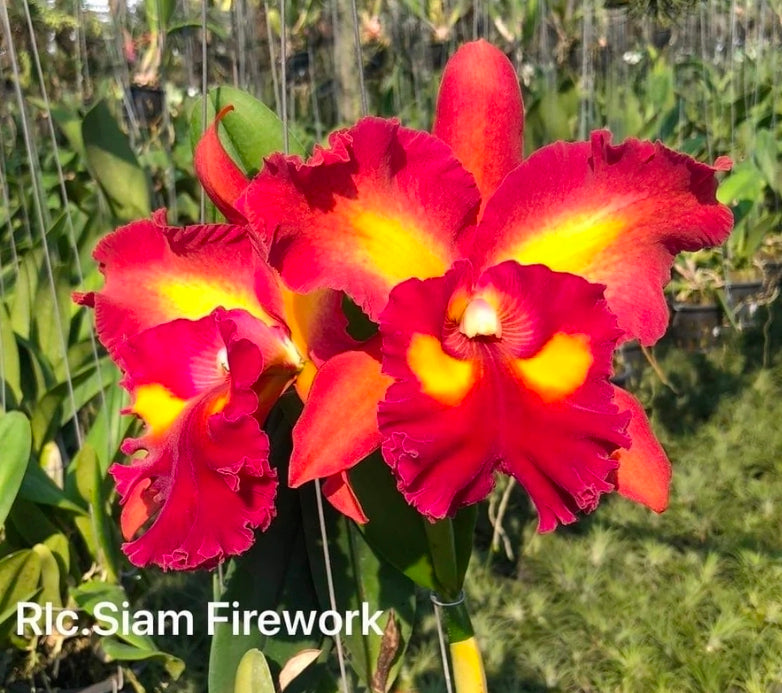Rlc Siam Fireworks near blooming size cattleya orchod clone. Beautiful large unique fragrant blooms