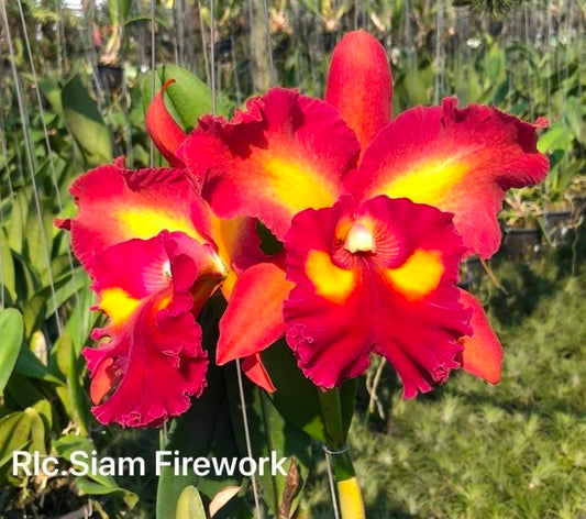 Rlc Siam Fireworks near blooming size cattleya orchod clone. Beautiful large unique fragrant blooms