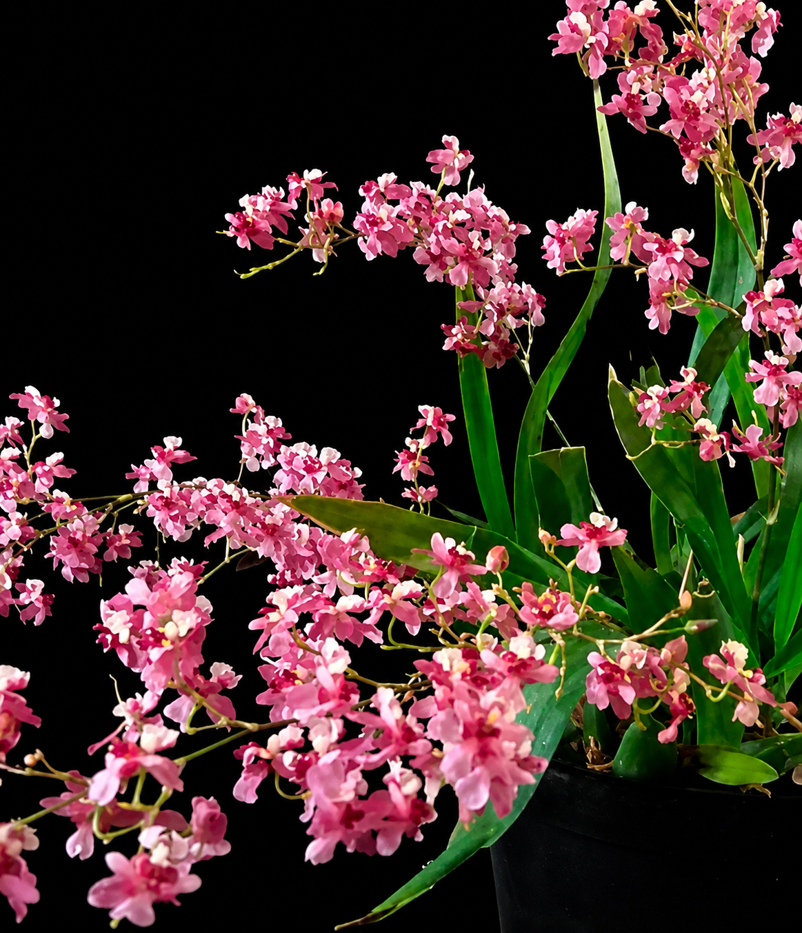 Oncidium Twinkle 'Pink Fantasy' blooming size in spike.