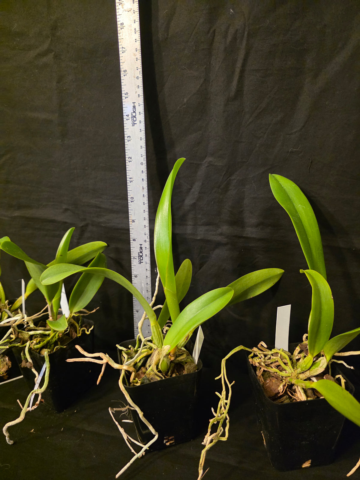 Rlc Hey Song 'Siam Thunder' non bloom size cattleya orchid. Read desc!!!!