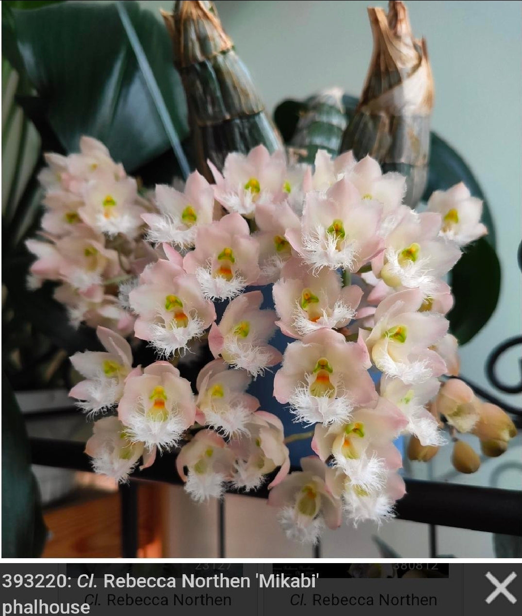 Clowesia Rebecca Northern 'Mikabi' Blooming size plants. Nice clones. Wonderful fragrance of grapefruit