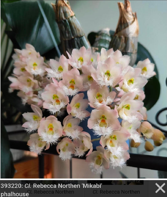 Clowesia Rebecca Northern 'Mikabi' Blooming size plants. Nice clones. Wonderful fragrance of grapefruit