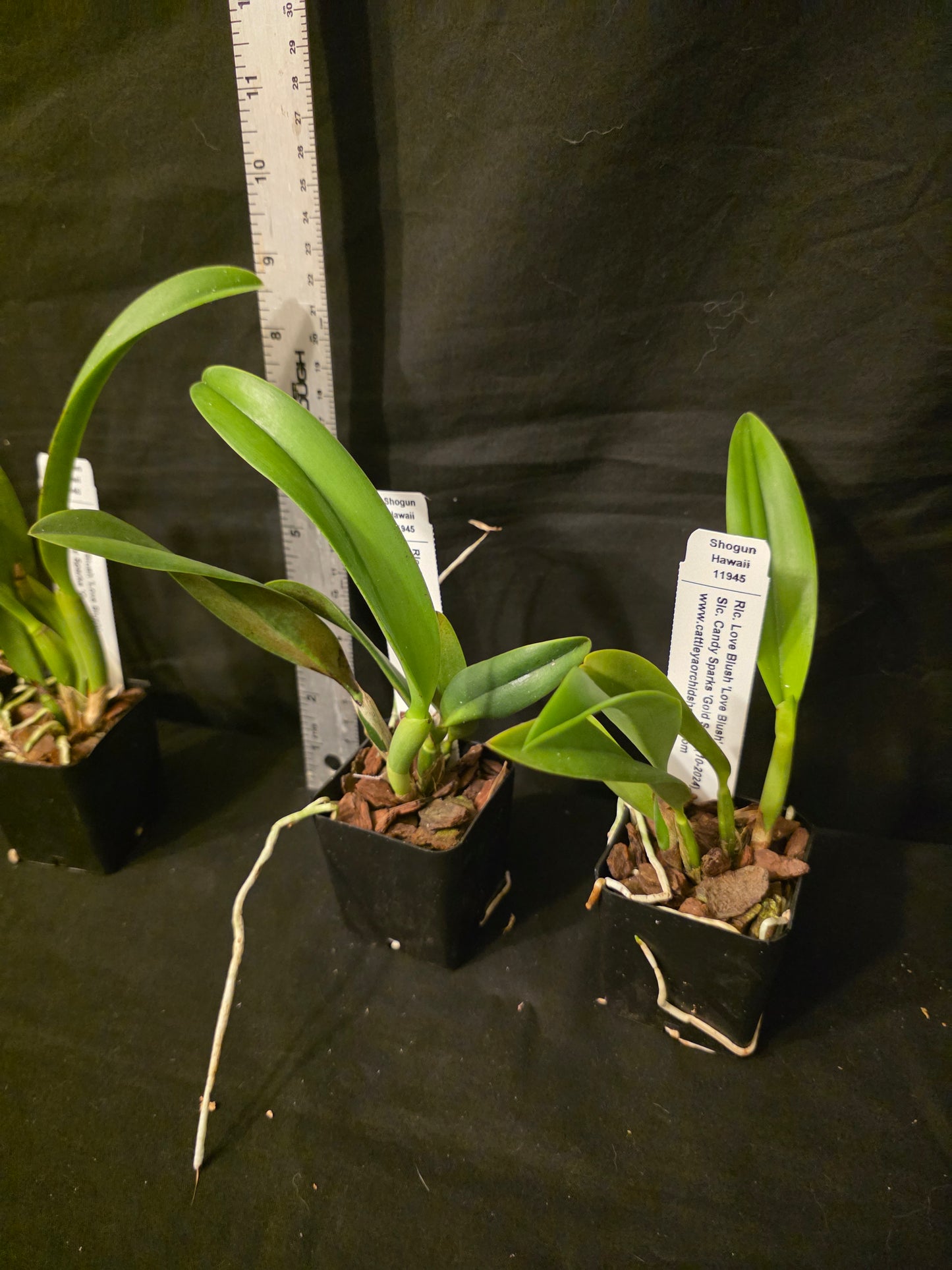 Rlc Love blush x Slc Candy Sparks. Blooming size compact growing cattleya orchid hybrid