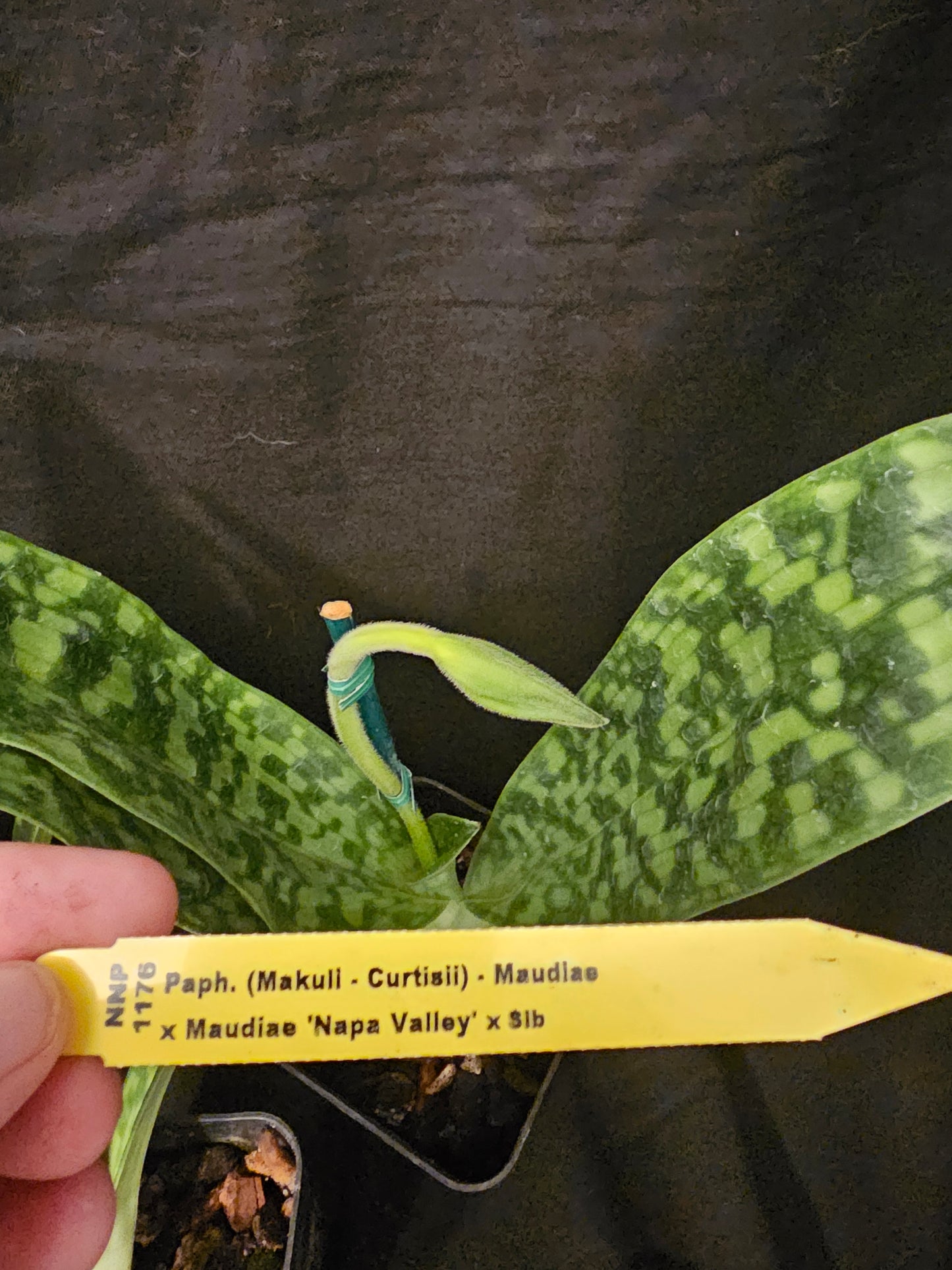 Paphiopedilum Janet Kunkle. Blooming size Paphiopedilum orchid hybrid. Long lasting beautiful blooms. 2.5" pots